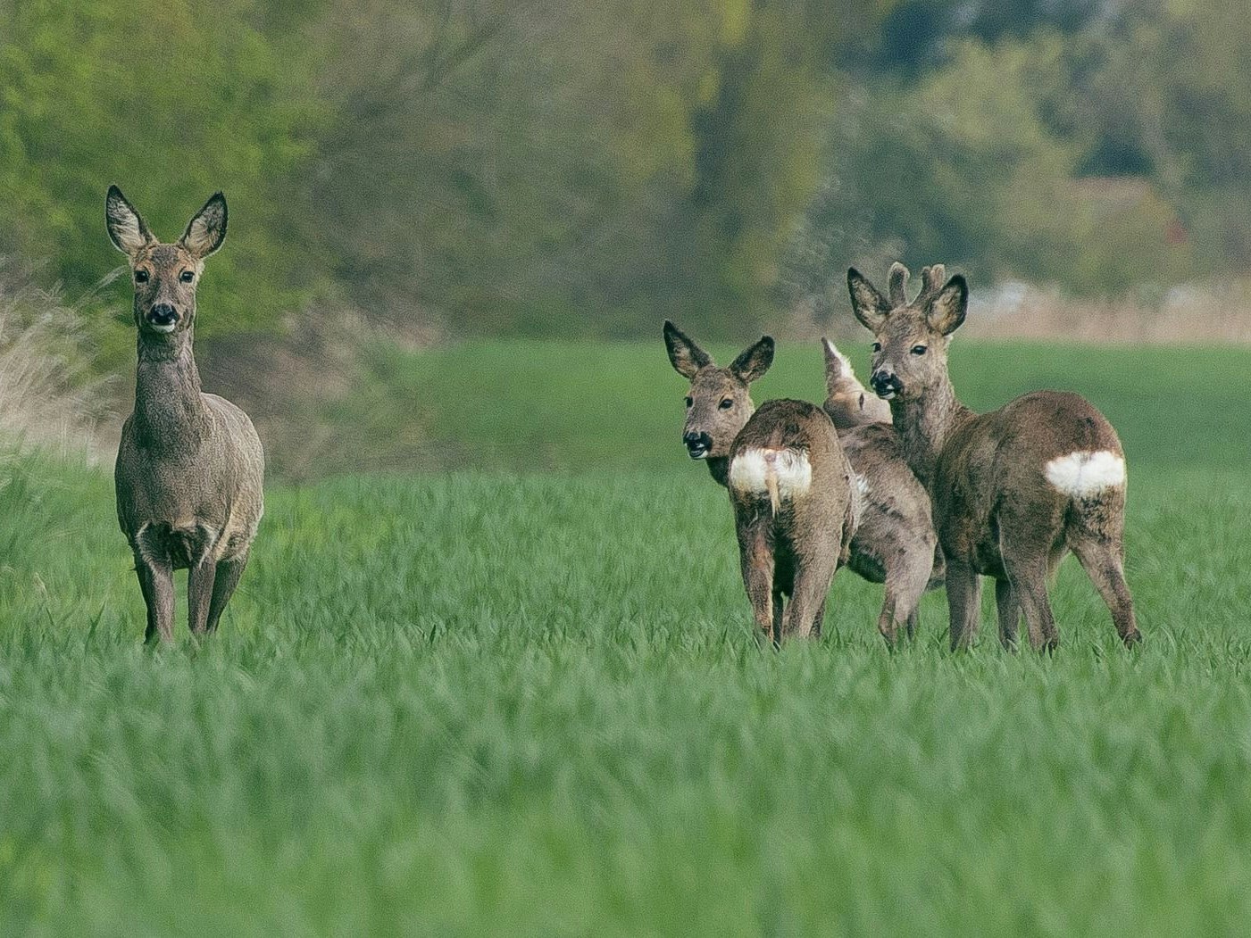 Der ARBÖ warnt Autofahrer vor erhöhtem Wildwechsel im Herbst.