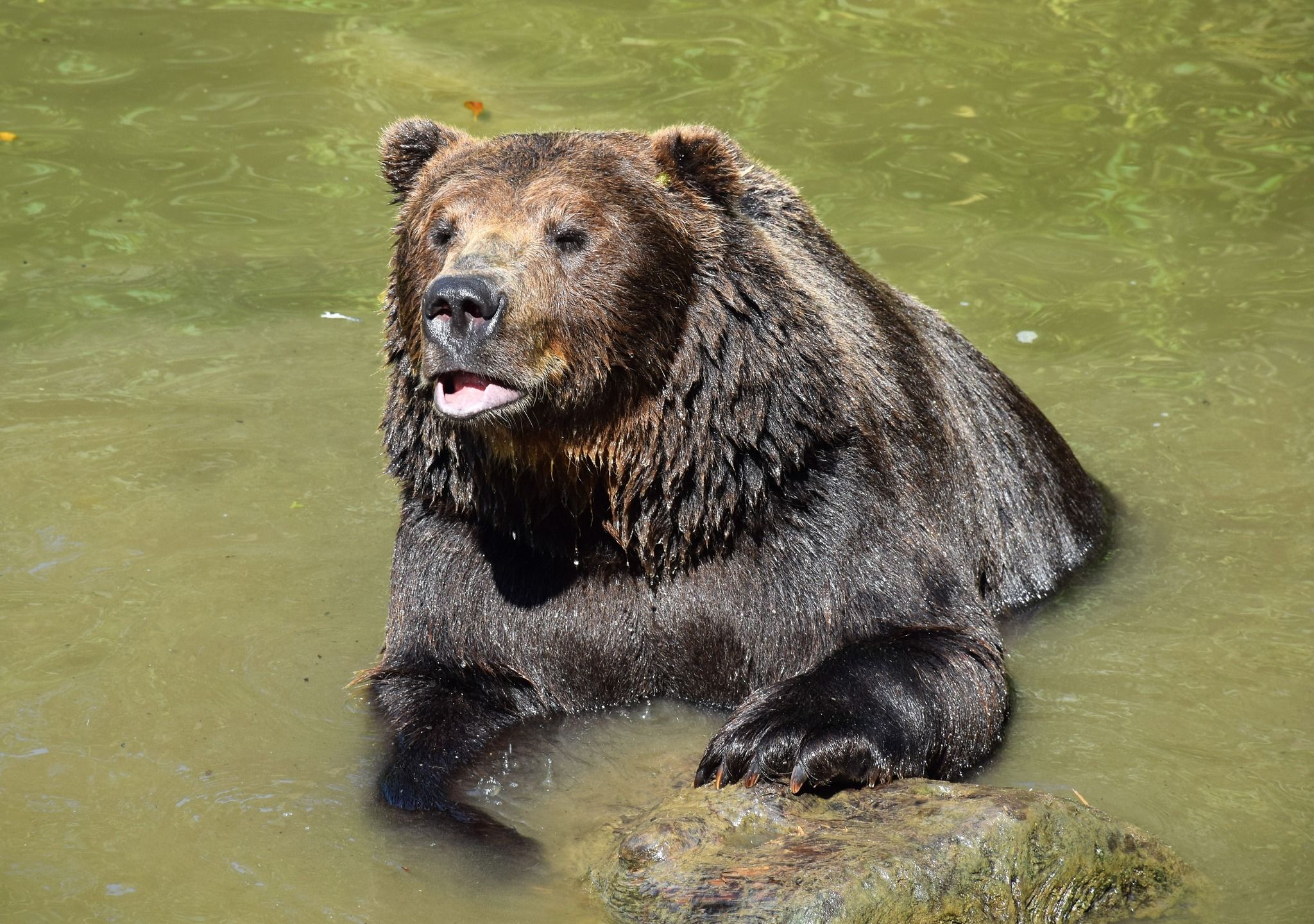 Die Bären in Haag freuen sich über das neue Gehege.