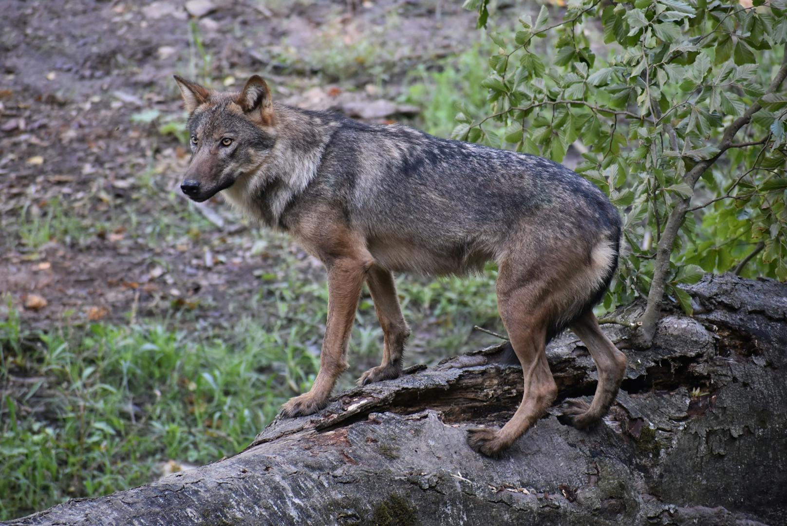 Selbst der scheue Wolf ließ sich beim Festakt blicken.