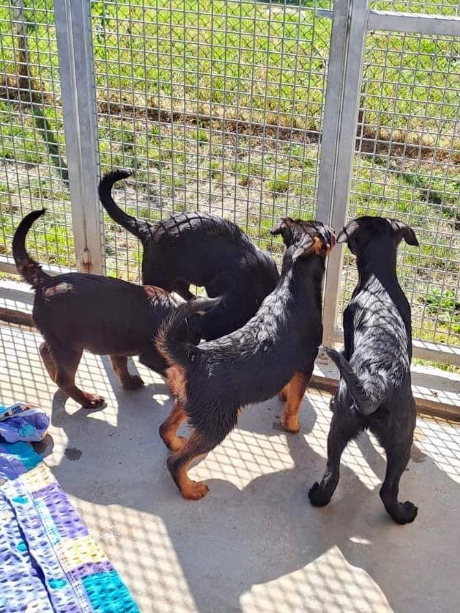 Sieben Hundewelpen beschlagnahmt