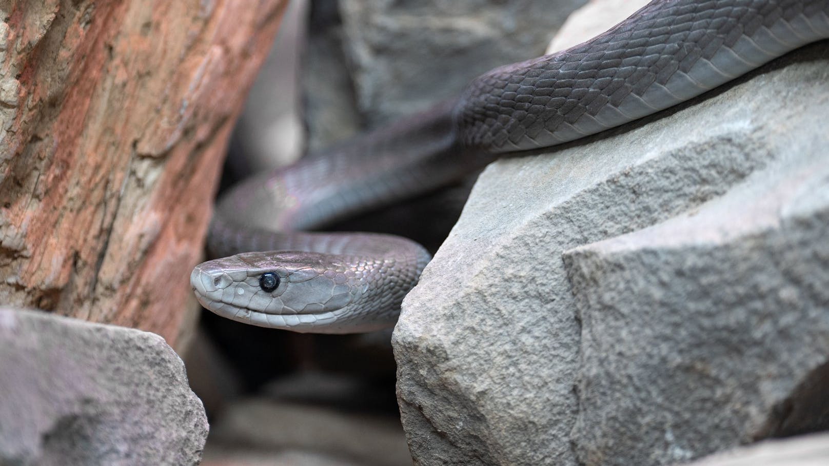 Die "<strong>Schwarze Mamba</strong>" lebt in Afrika und ist ebenfalls extrem giftig. Ihren Namen erhielt sie übrigens, weil die Innenseite ihres Mauls pechschwarz ist.