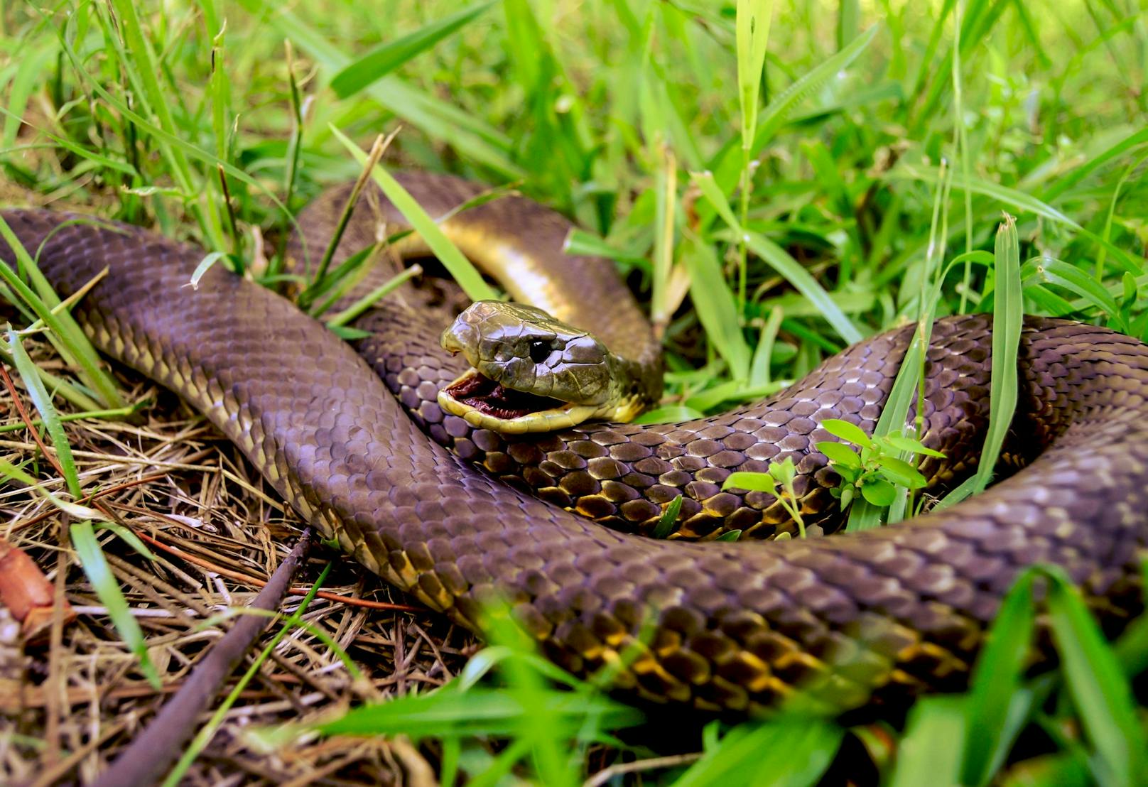 Die "<strong>Braunschlange</strong>" gehört ebenfalls zu den giftigsten Schlangen weltweit und fordert in Australien regelmäßig ihre Opfer.&nbsp;