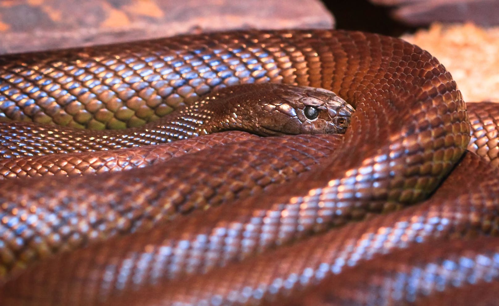 Der "<strong>Inland-Taipan</strong>" gilt als die giftigste Schlange der Welt. Man findet sie in Australien - ihr Gift reicht für mehr als 100 Menschen.