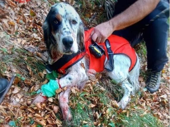 Verletzt, aber am Leben: Hund Kim stürzte 30 Meter in die Tiefe. 