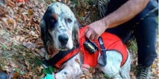 Hund "Kim" fällt 30 Meter tief in Schlucht und überlebt