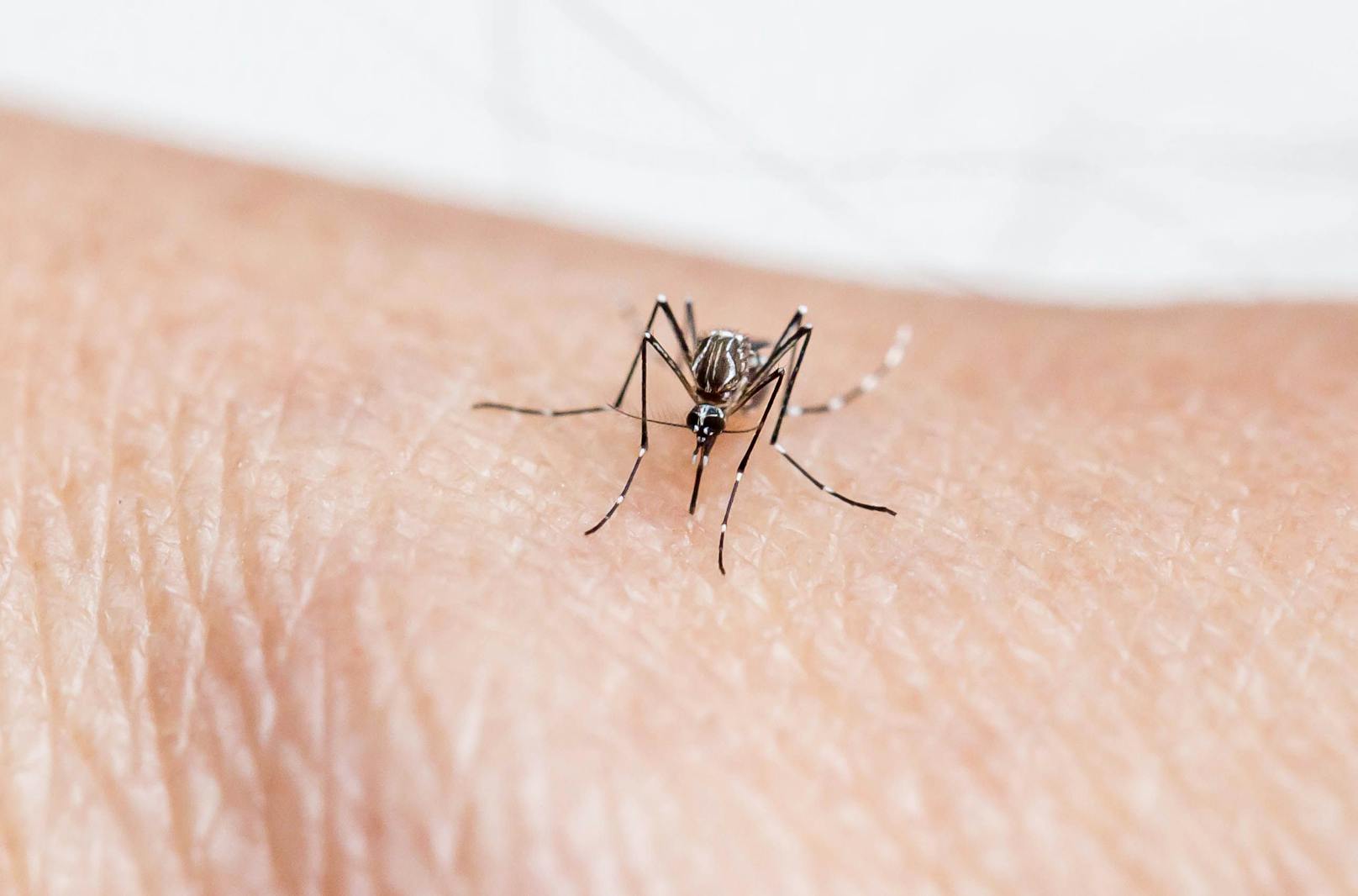 Tigermücken-Invasion – müssen wir tödliche Viren fürchten?