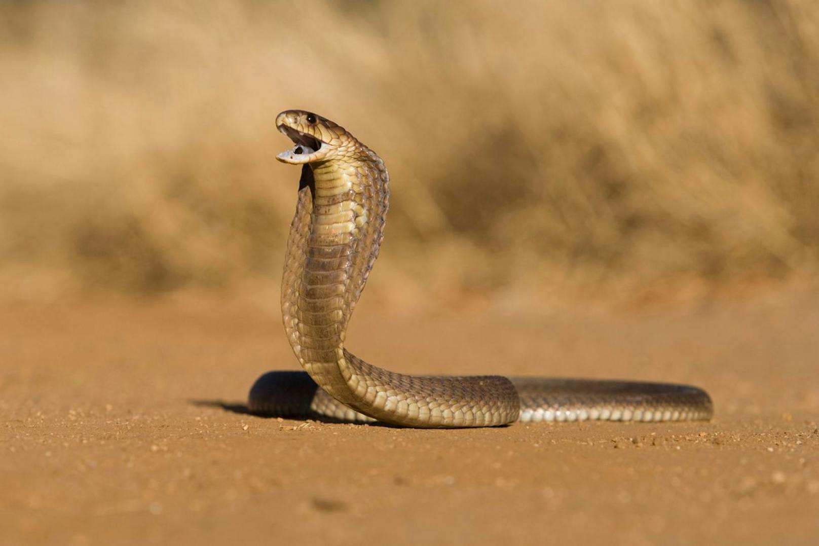 Die "<strong>Brillenschlange</strong>" oder südasiatische Kobra gehört zu den tödlichsten am asiatischen Kontinent. Etwa 5.000 Todesfälle soll diese Schlange jährlich verantworten.