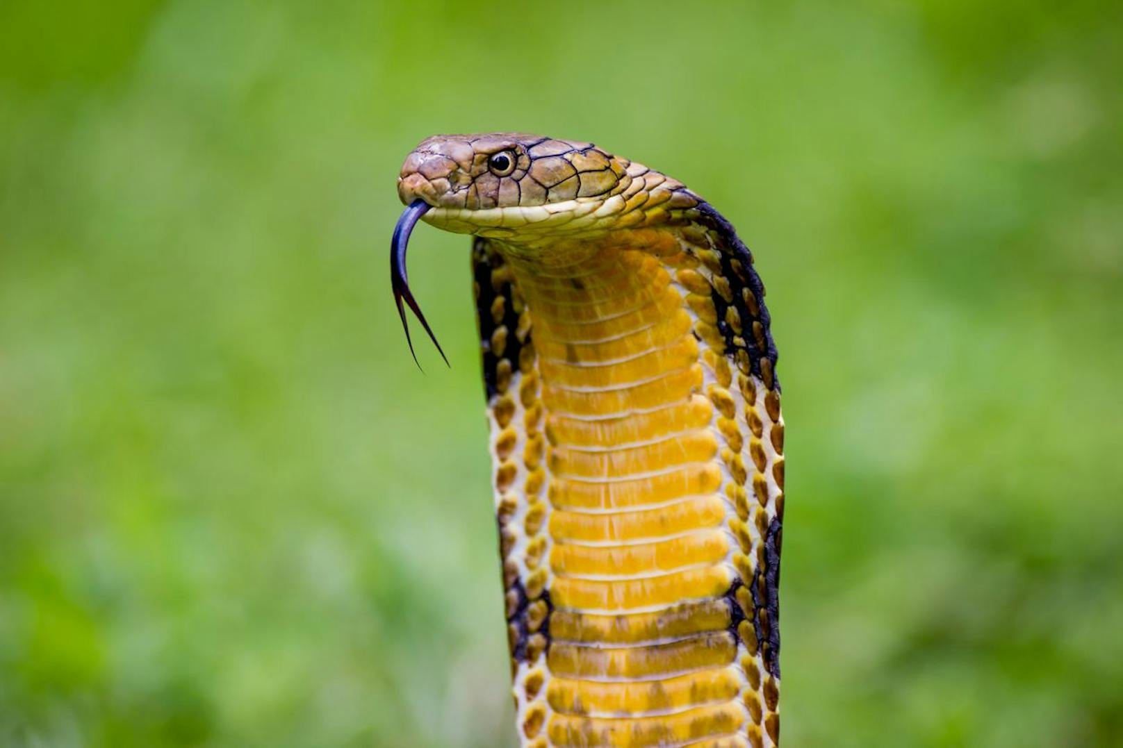 Die <strong>Königskobra</strong> ist mit 5,4 Metern die längste Kobra und gehört auch zu den giftigsten. Doch nicht das Gift wäre so tödlich, sondern die hohe Dosierung bei jedem Biss.