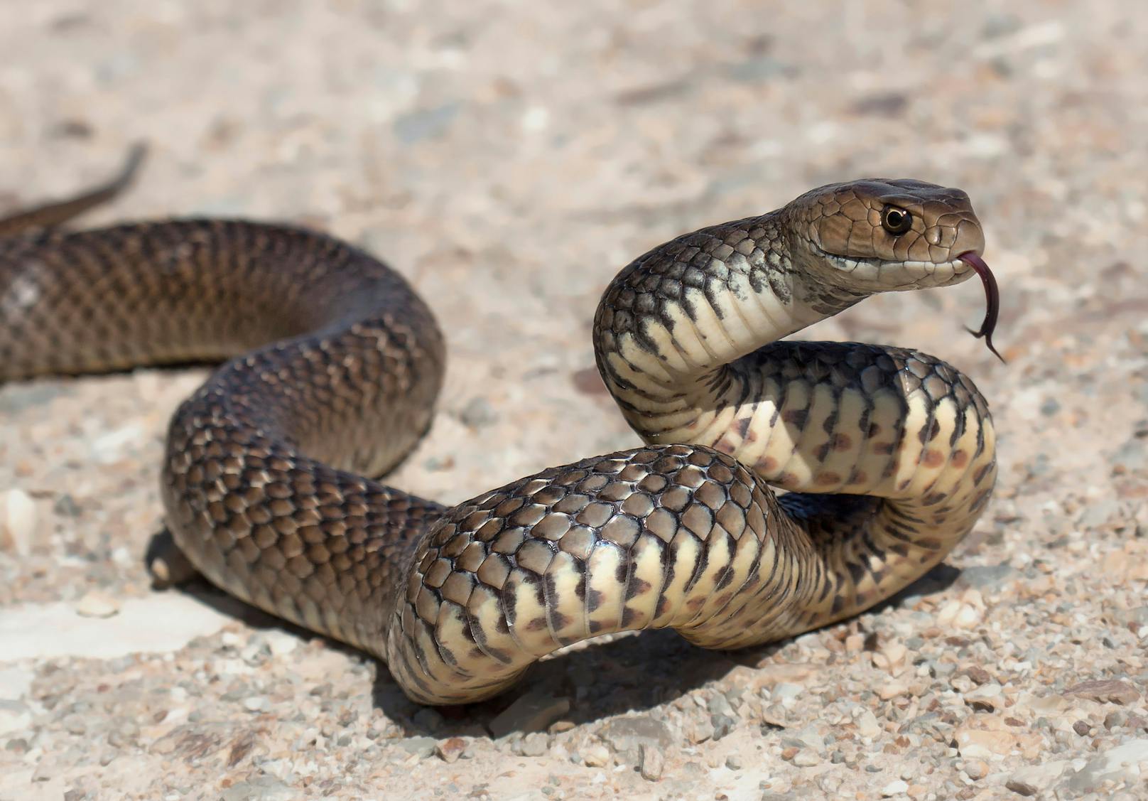 Ein Mann ist in Queensland aufgrund eines Schlangenbisses gestorben. Aufgrund der Symptome handelte es sich wahrscheinlich um eine Braunschlange. 