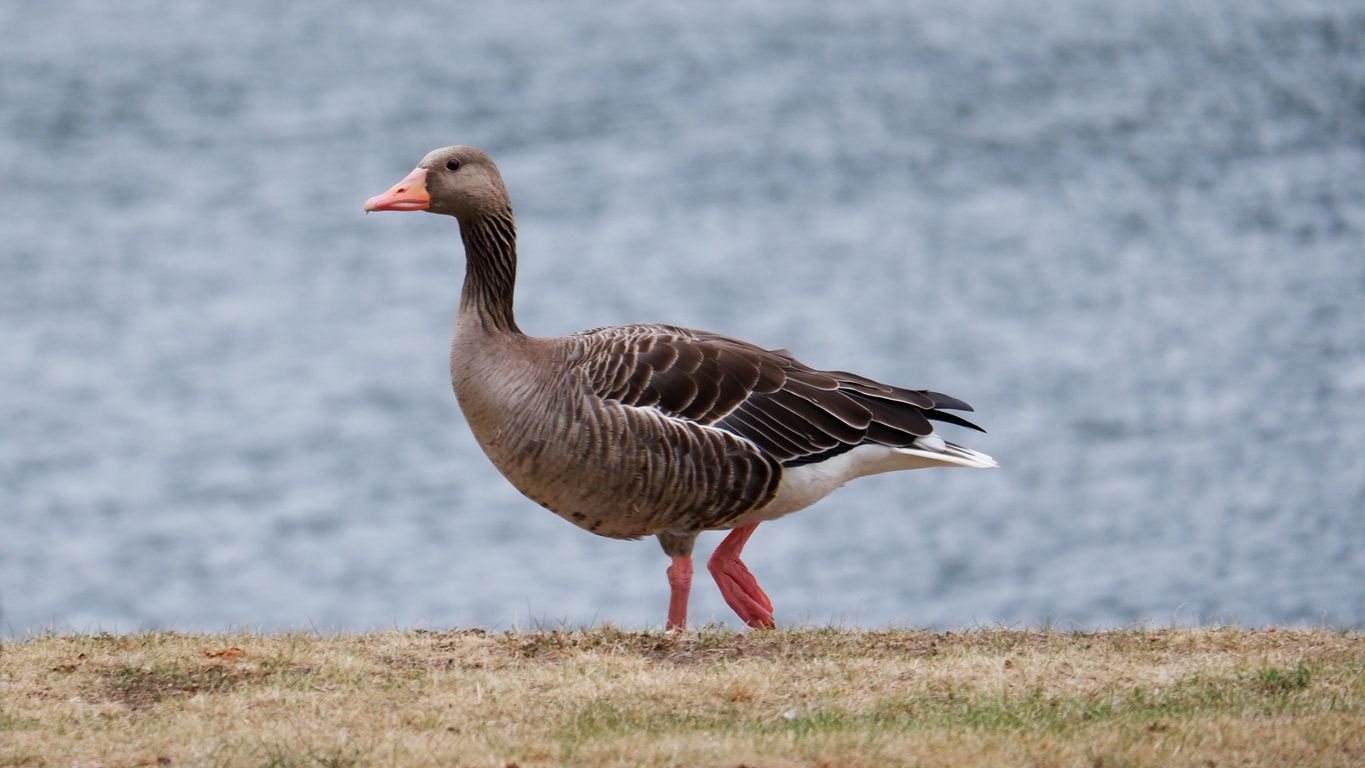 Immer mehr Graugänse fliegen nicht mehr in den Süden und bleiben zunehmend in Österreich.