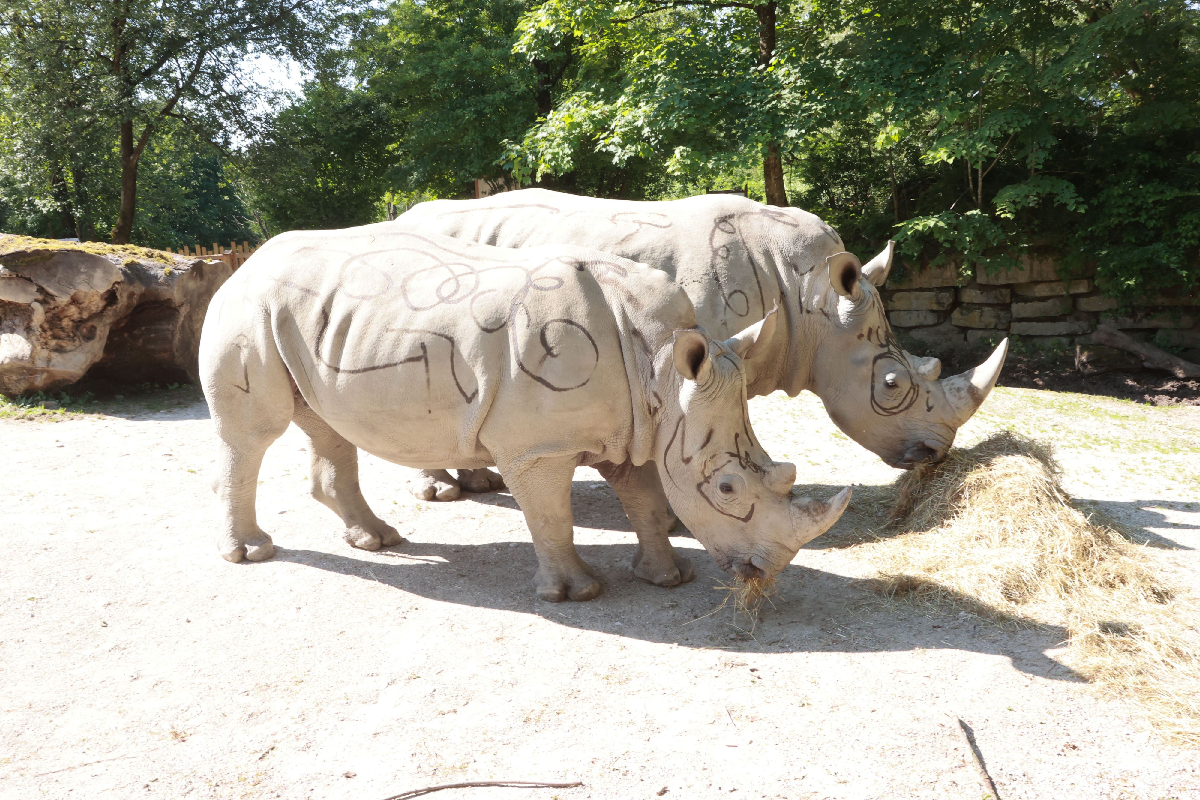 Nashorn