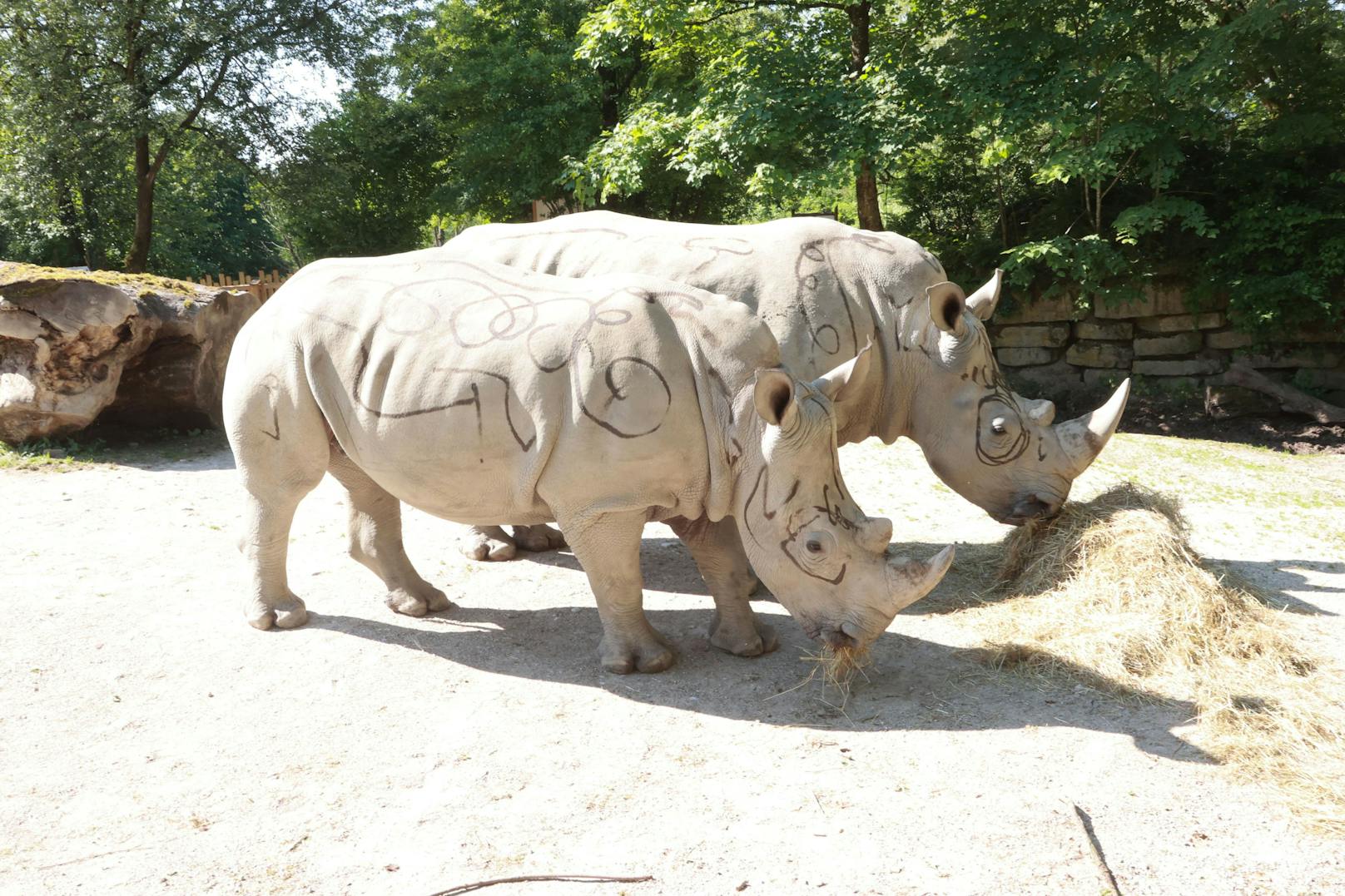 Die Nashörner im Salzburger Zoo mit Markierungen.