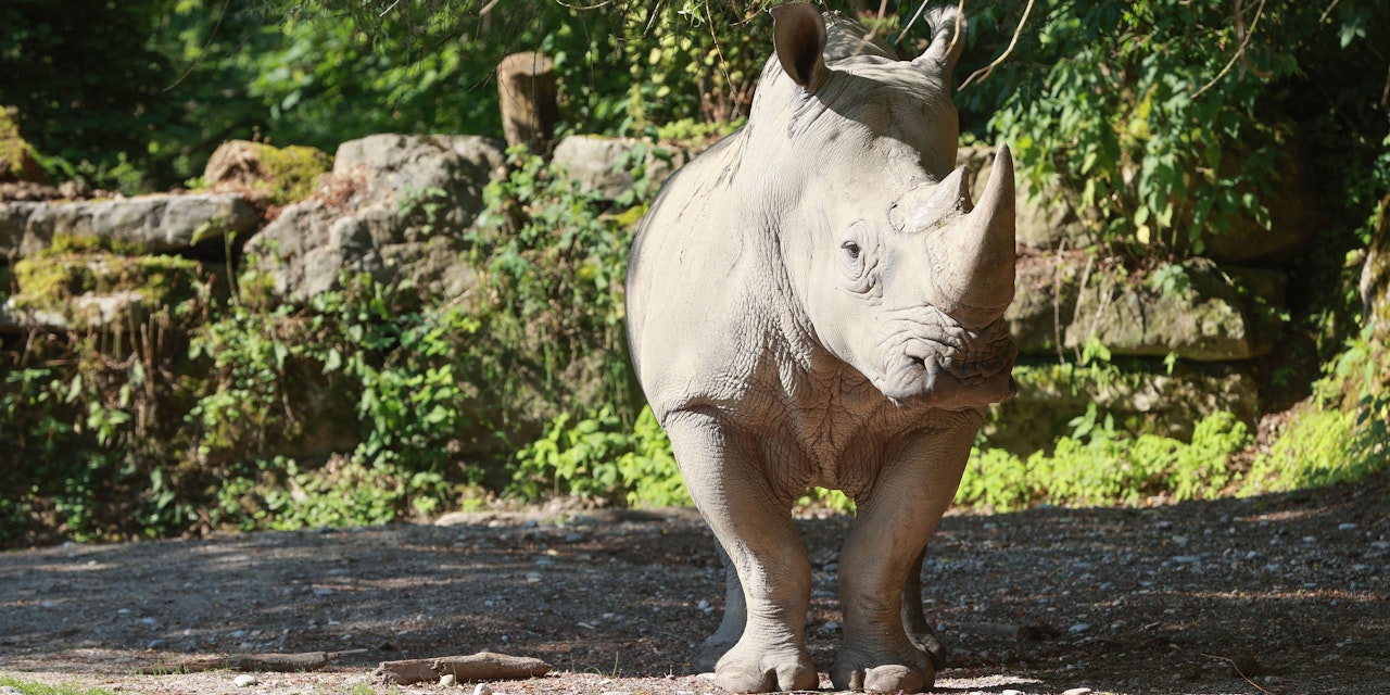 Nashorn tötet Tierpflegerin (33) im Zoo Salzburg | Heute.at