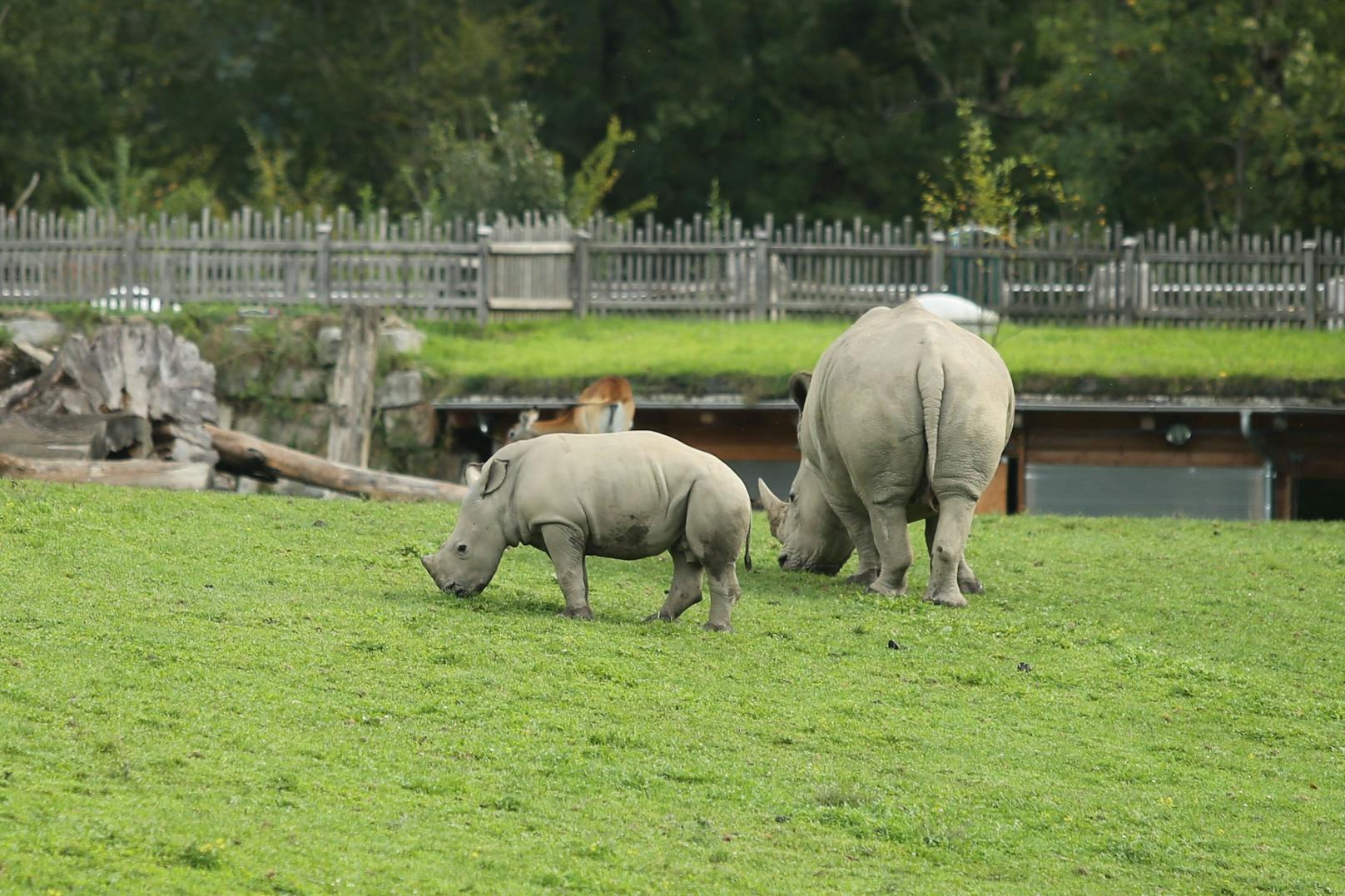 Die genauen Hintergründe zu dem tragischen Unfall sind derzeit noch nicht bekannt und Gegenstand der laufenden Ermittlungen der Polizei. Die Einsatzkräfte sind bereits vor Ort und stehen im Großeinsatz. Der Zoo bleibt am Dienstag für Besucher geschlossen.