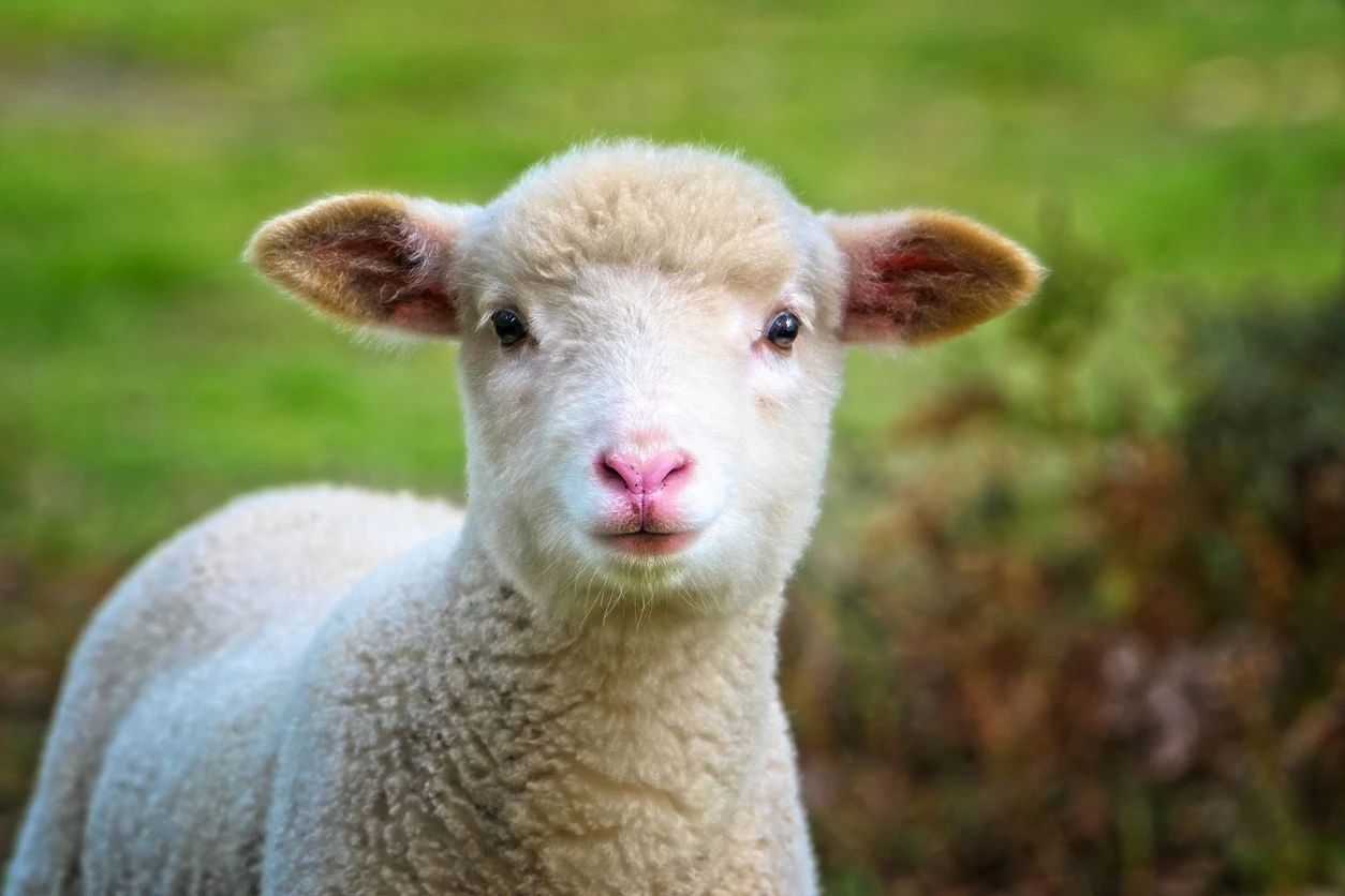 Lamm im Freien