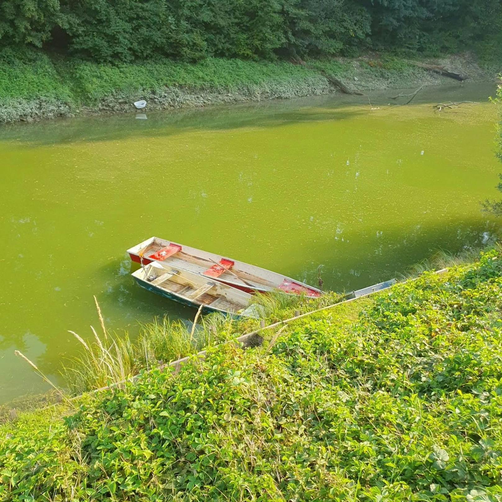 ... und blieb verletzt am Ufer des Gewässers liegen.