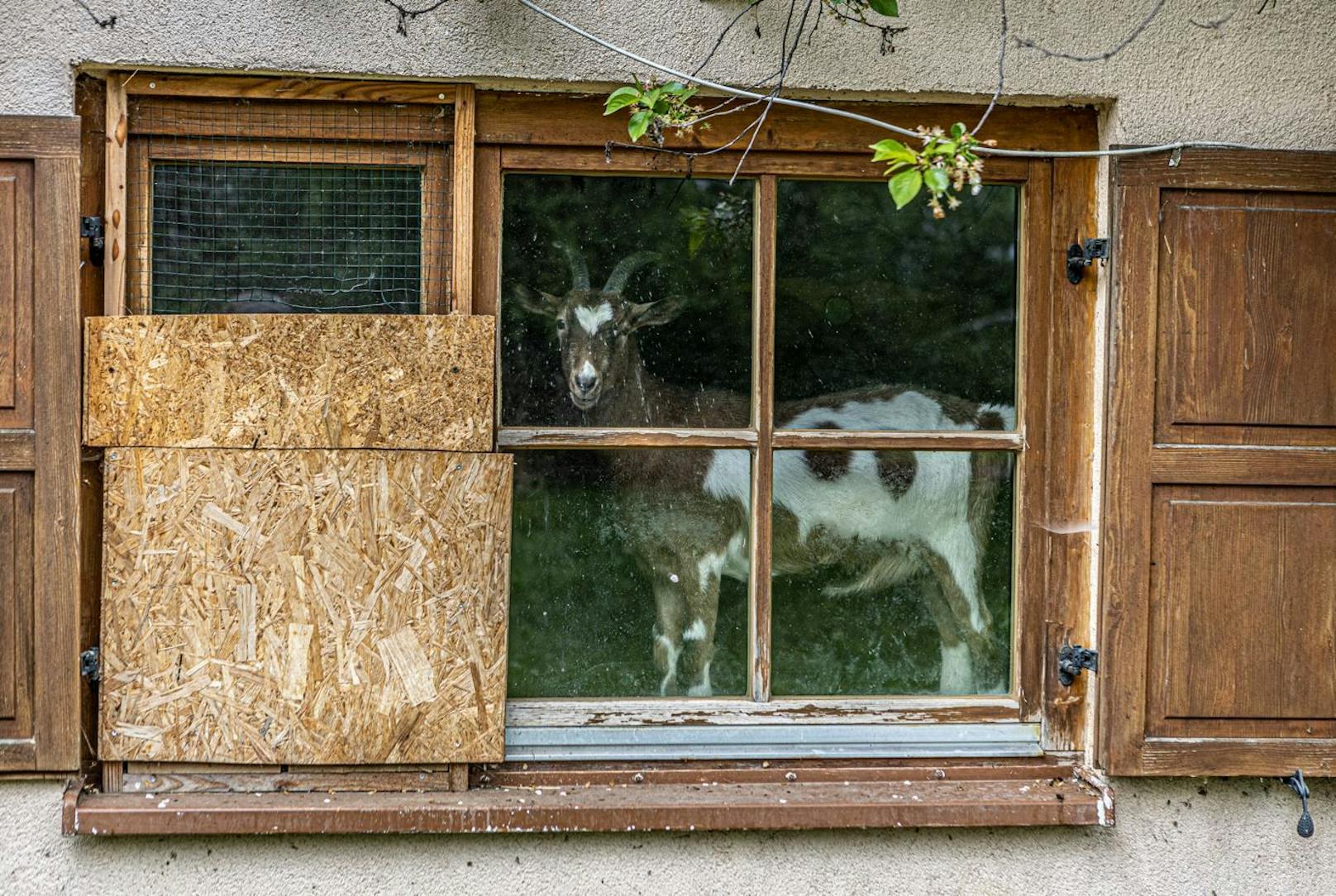 Gut Aiderbichl macht es sich jetzt zur Aufgabe die 300 Tiere auf die diversen Gnadenhöfe in Österreich und Deutschland aufzuteilen.