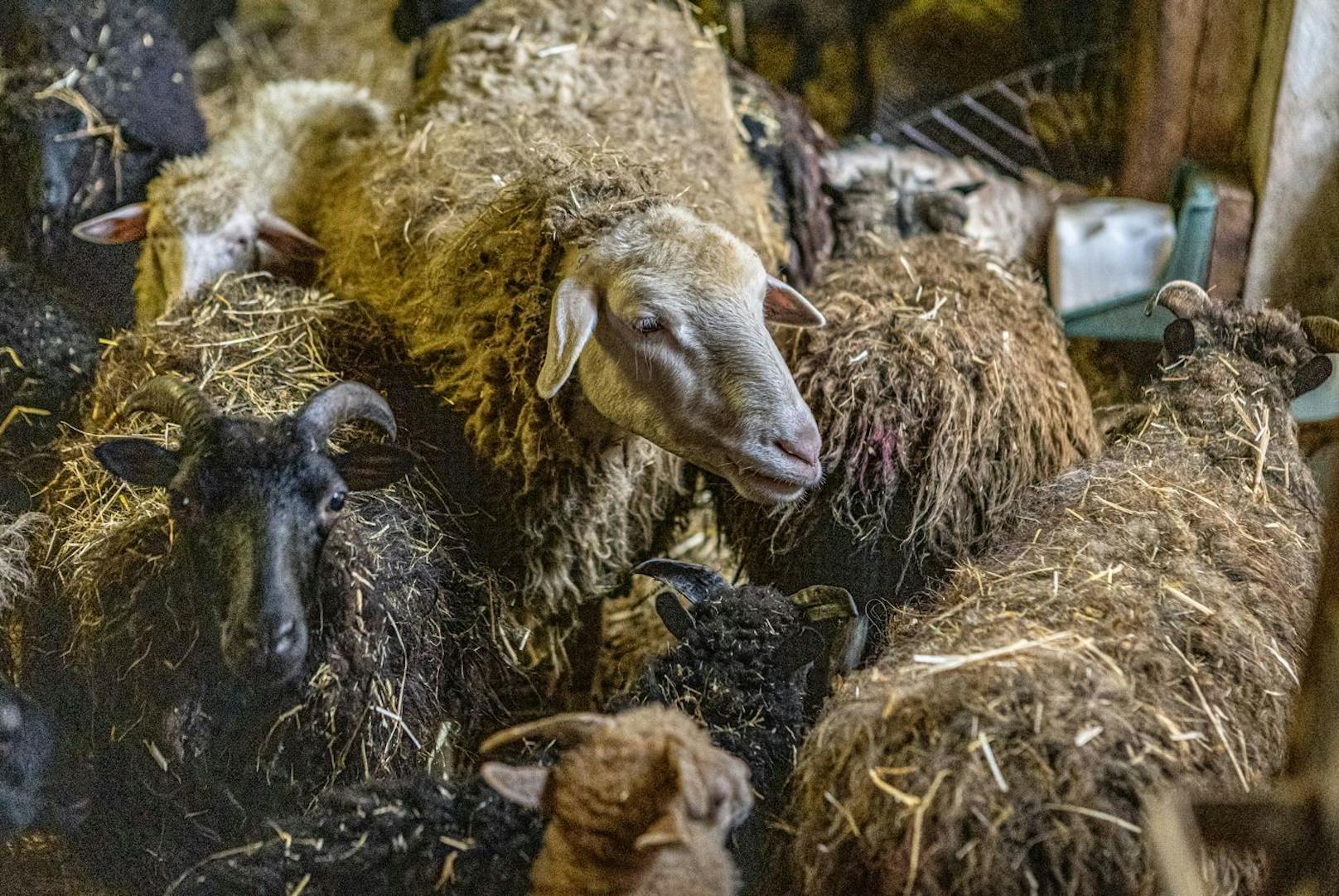 Hier versuch ein kleines Team unter widrigen Umständen alles für die Tiere zu tun.