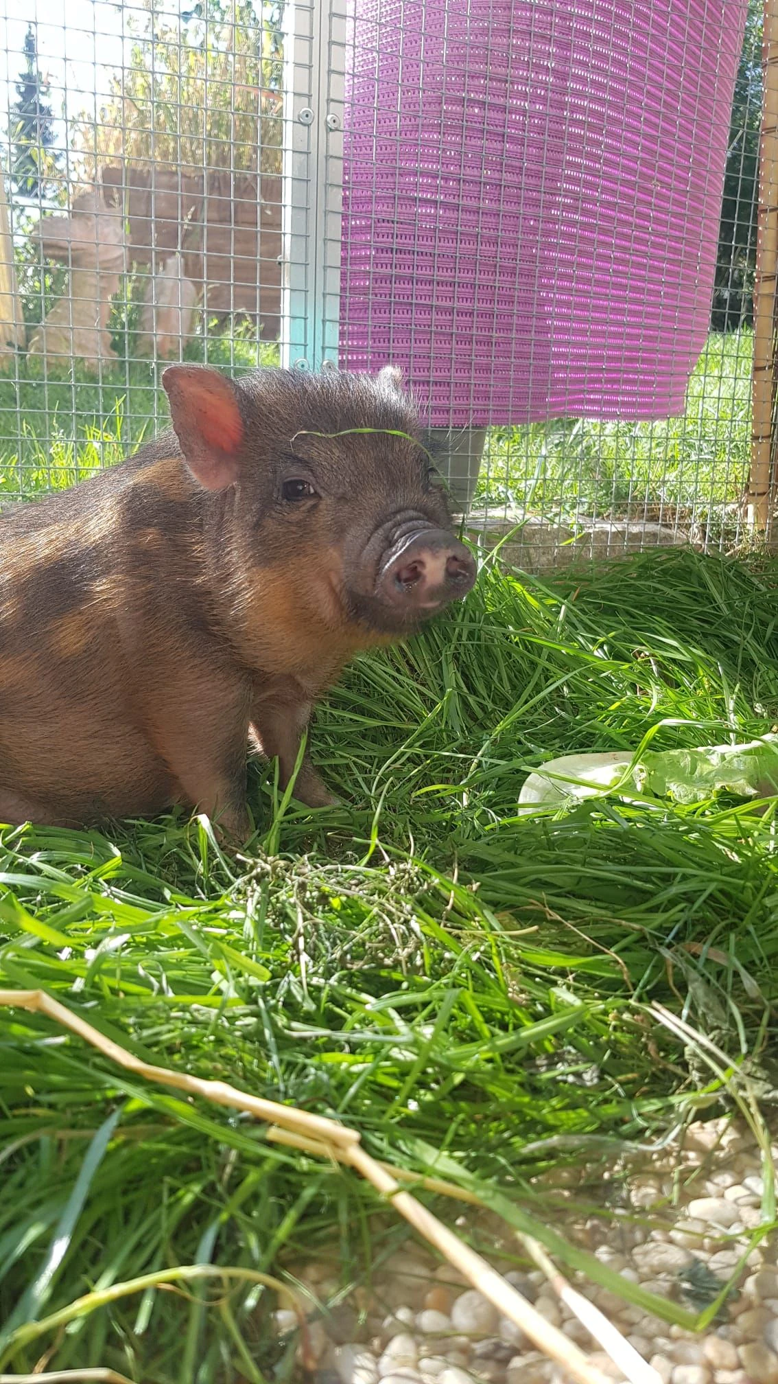 Entzückend! Mini-Schwein "Sissi" aus Klosterneuburg