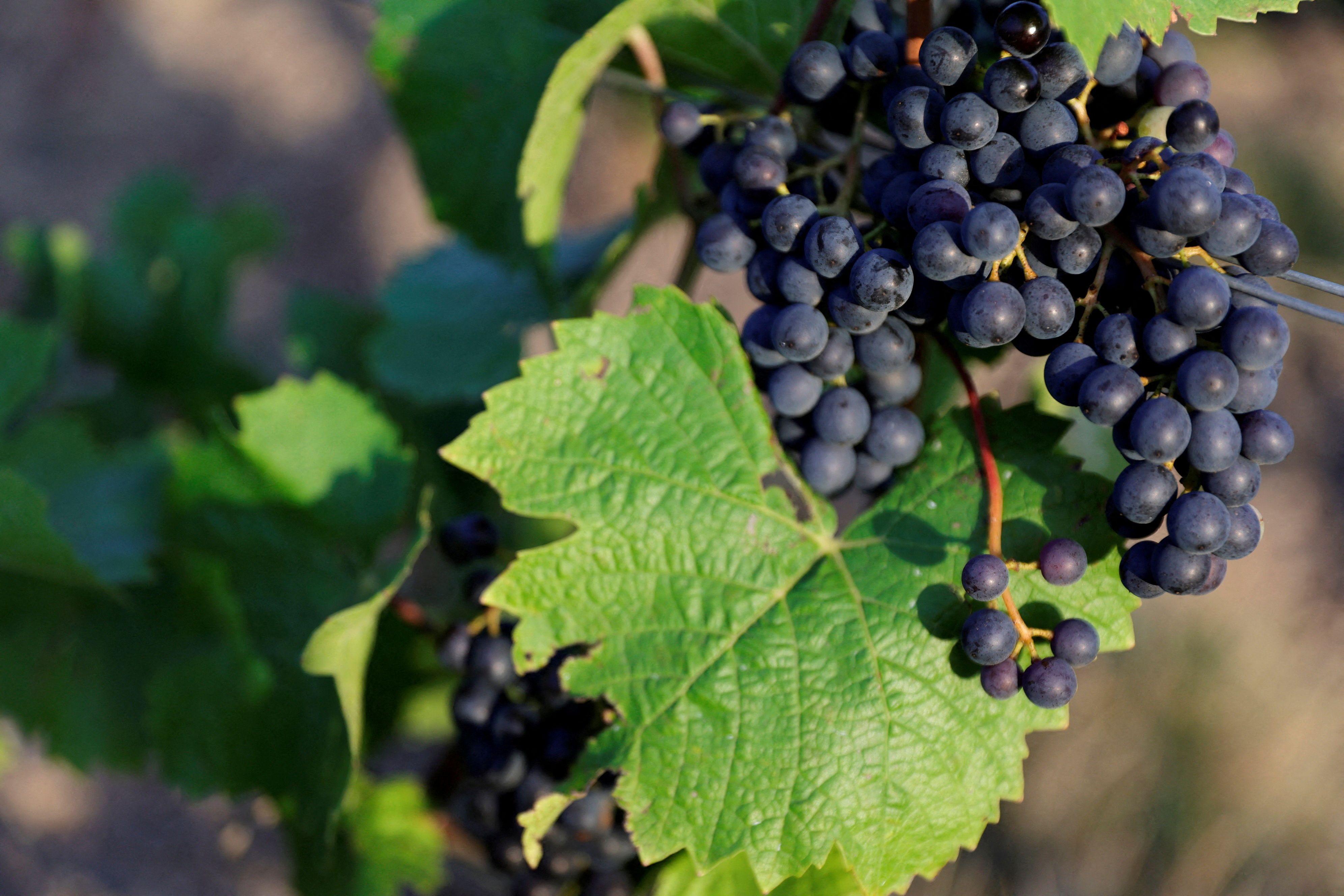 In der Champagne sind vier Menschen bei der Weinlese ums Leben gekommen.