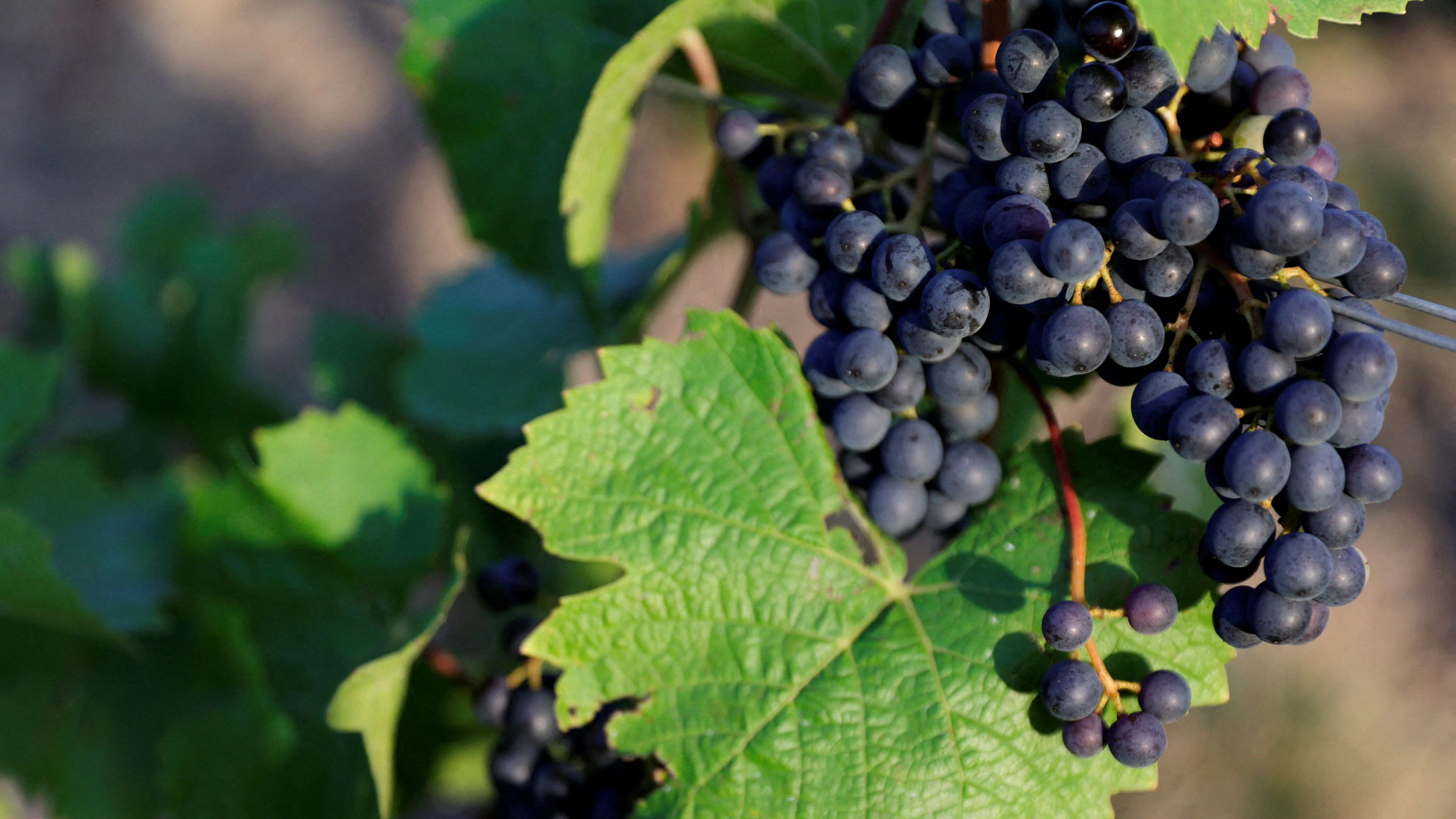 FILE PHOTO: Grapes are pictured at the Clos des Goisses vineyard owned by Champagne Philipponnat during the traditional Champagne harvest in Mareuil-sur-Ay, France, August 24, 2022. REUTERS/Pascal Rossignol/File Photo