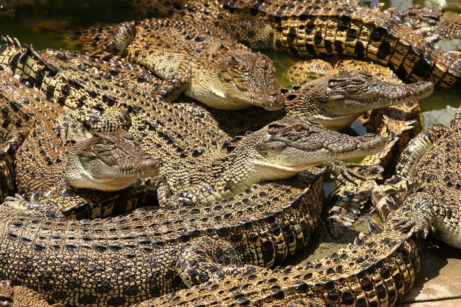 Gehege überflutet – 75 Krokodile auf freiem Fuß