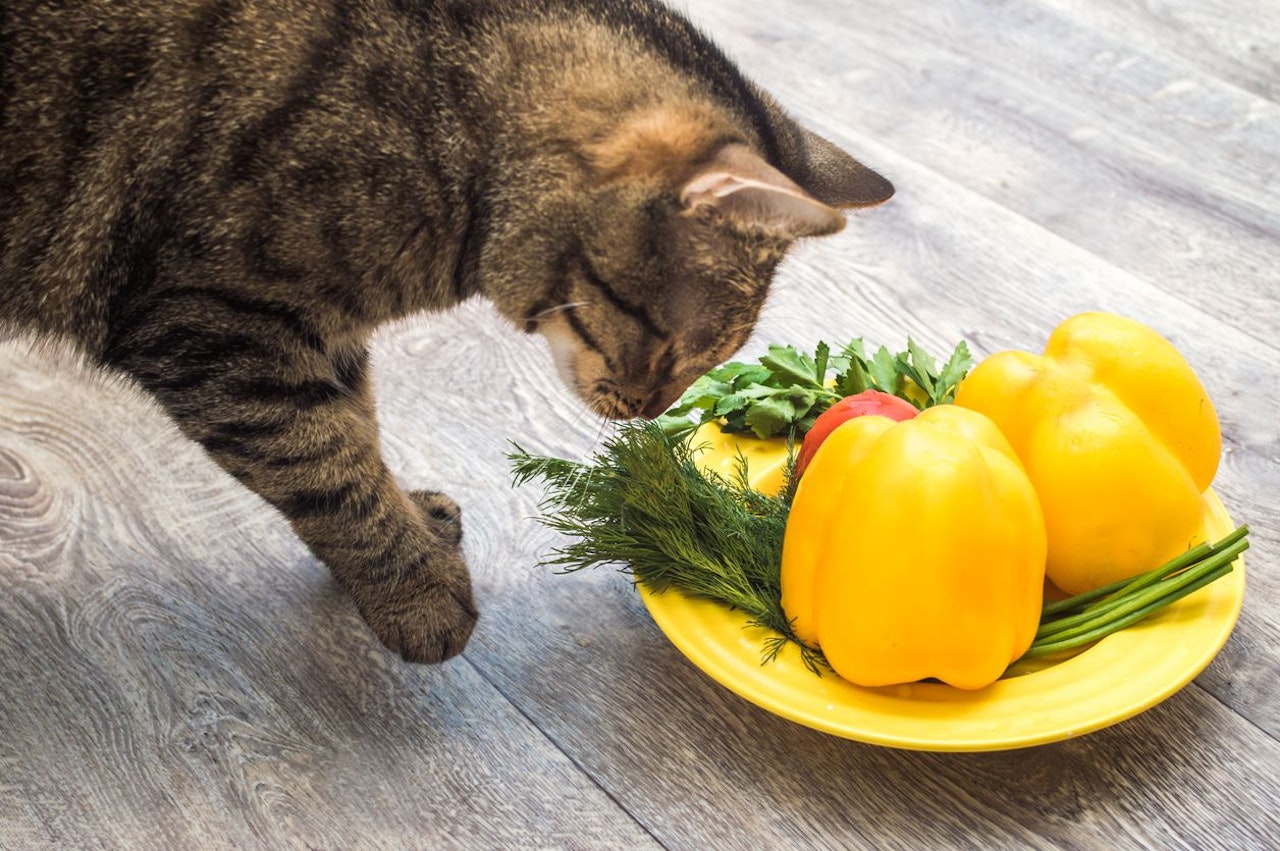 Heute.at - Kann das stimmen? Vegane Katzen leben gesünder