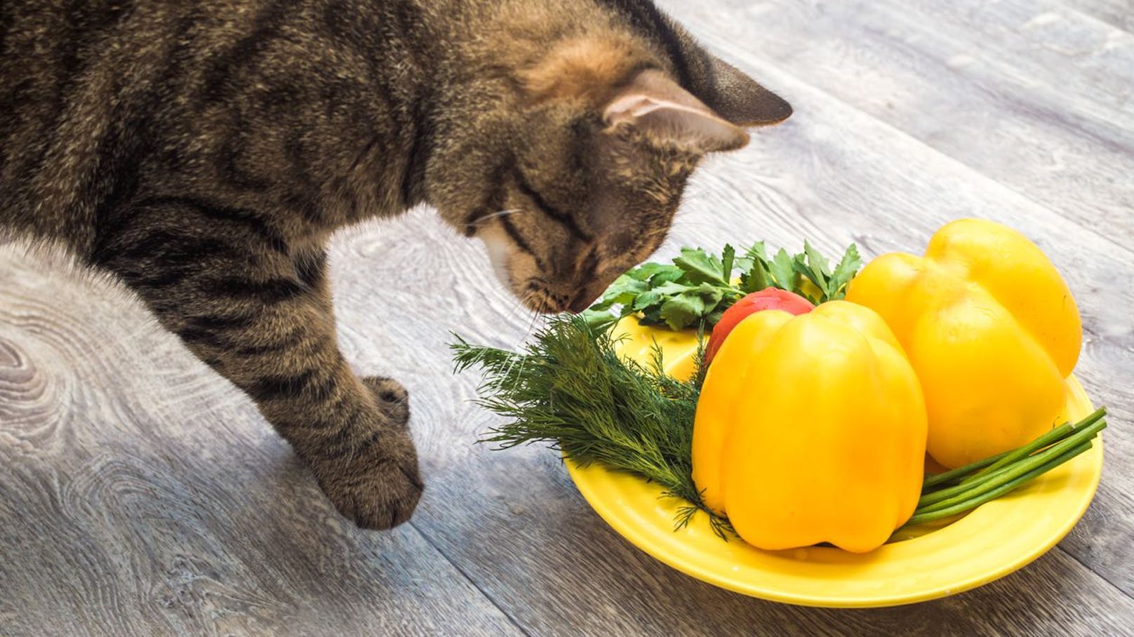 Laut einer britischen Studie soll eine vegane Ernährung für die Katze durchaus Vorteile haben.&nbsp;