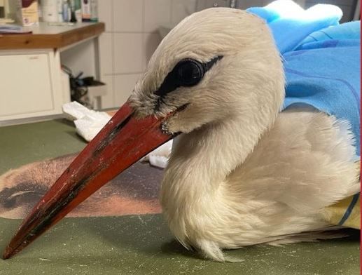 Storch "Adi" wurde verletzt im Bezirk Melk aufgefunden.