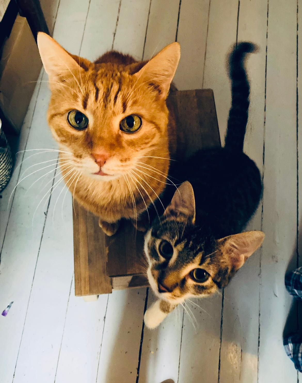 Sammy (li.) wurde einfach von Gästen eingepackt und ins Tierheim gebracht.