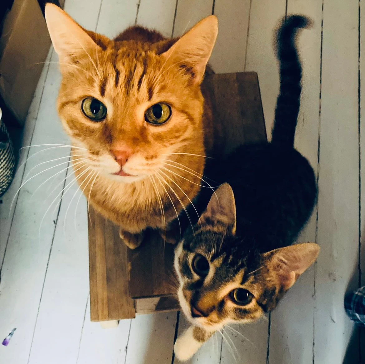 Sammy (li.) wurde einfach von Gästen eingepackt und ins Tierheim gebracht.