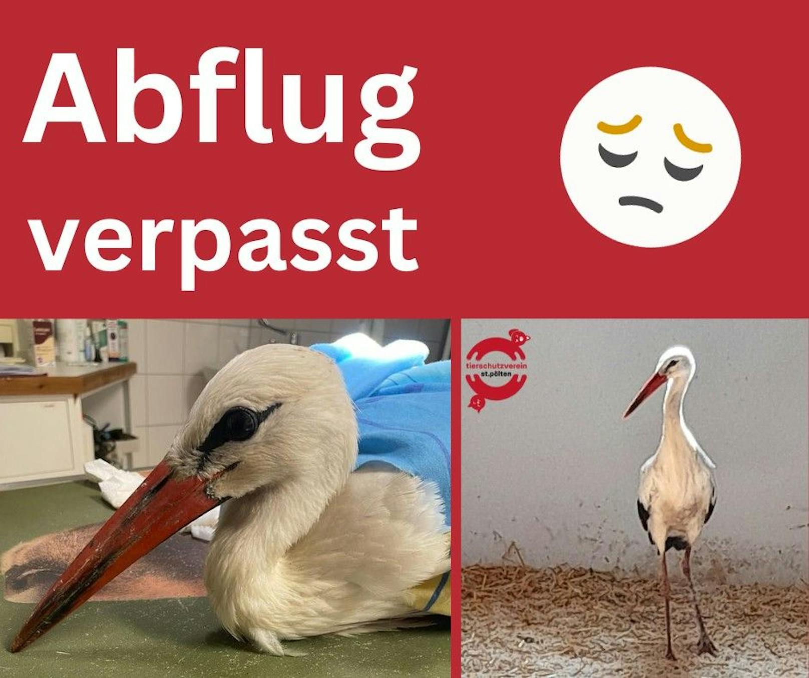 Der verletzte Storch wurde ins Tierheim St. Pölten gebracht.