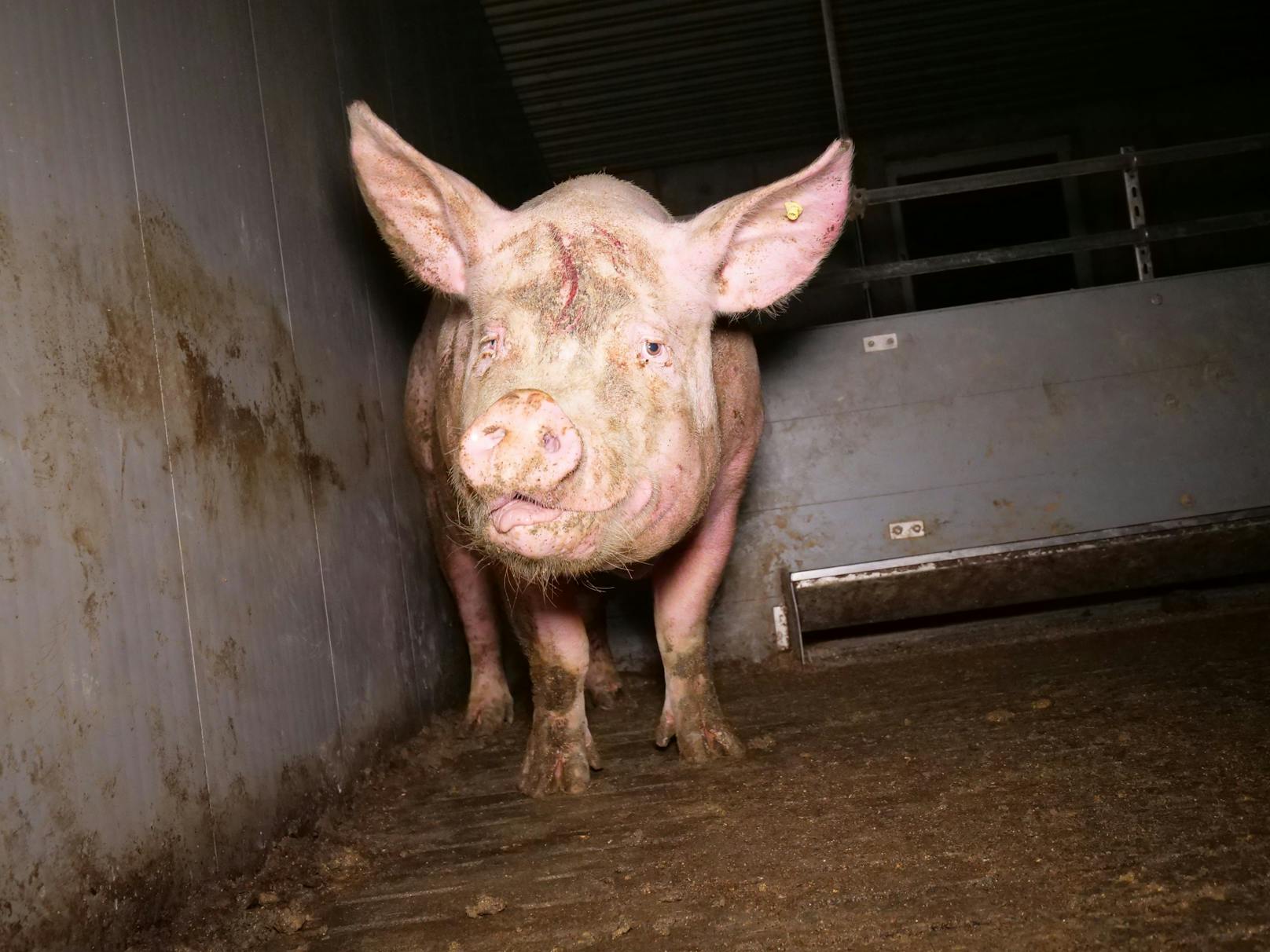 Die rund 1000 Schweine in diesem AMA-Betrieb müssen auf dem immer noch erlaubten Beton-Vollspaltenboden leben.