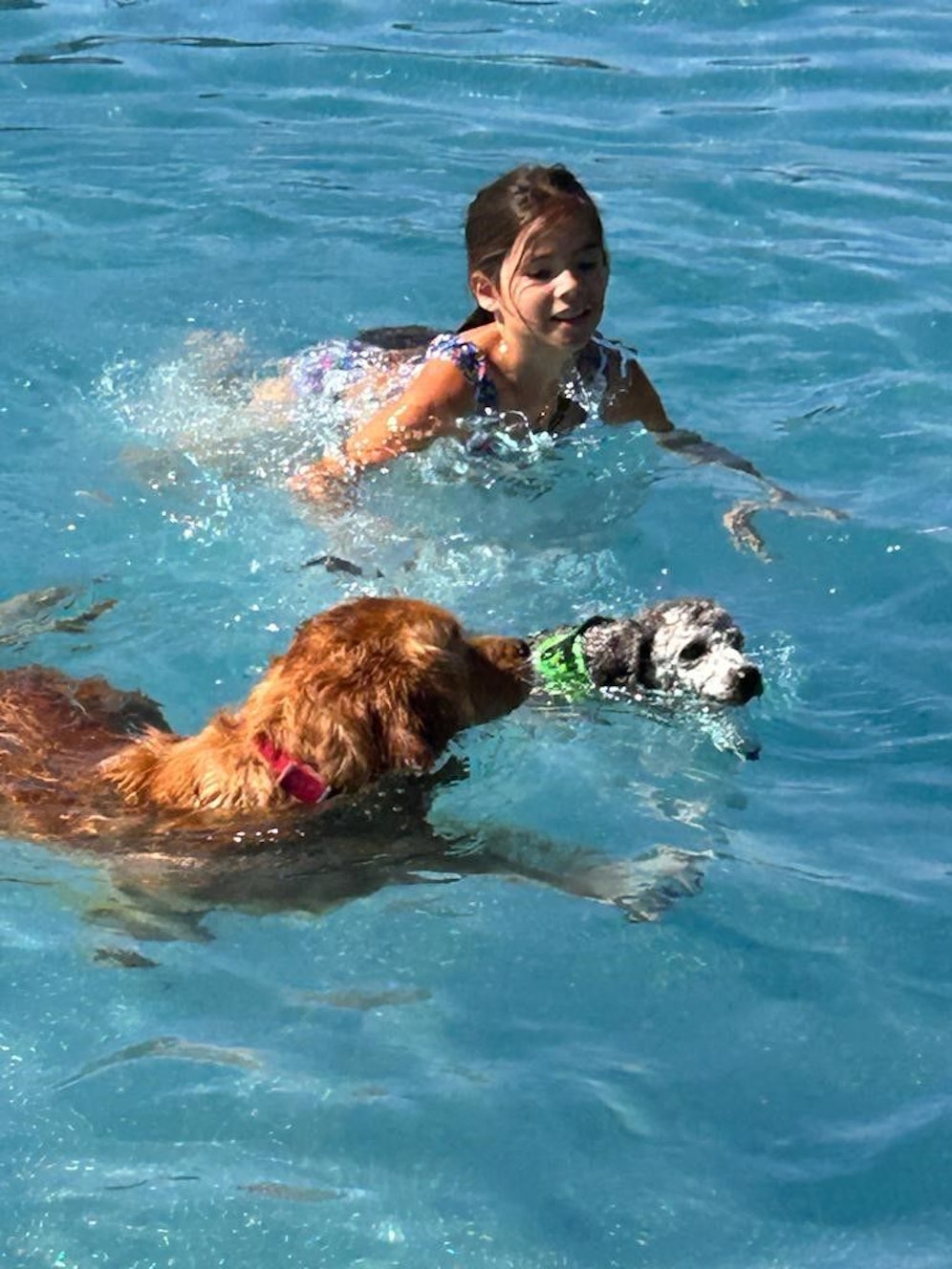 Runde 600 Leute und ihre Hunde genossen die Abkühlung im Freibad.