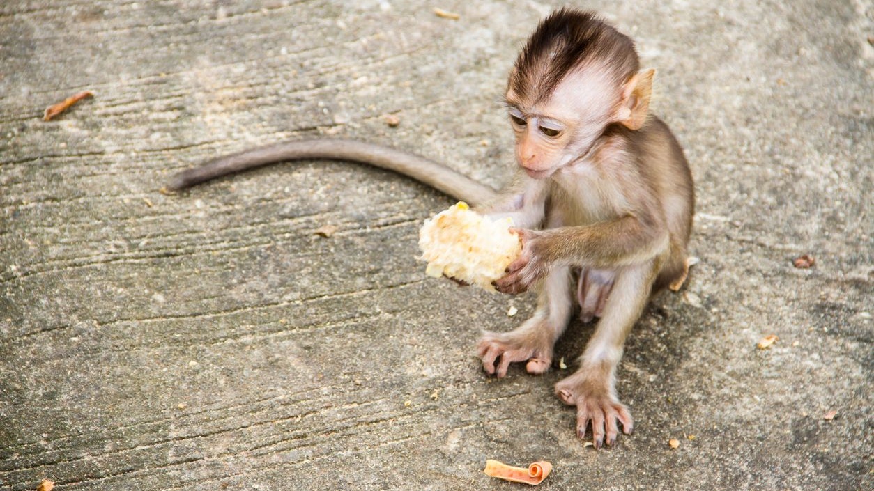 baby monkey eating