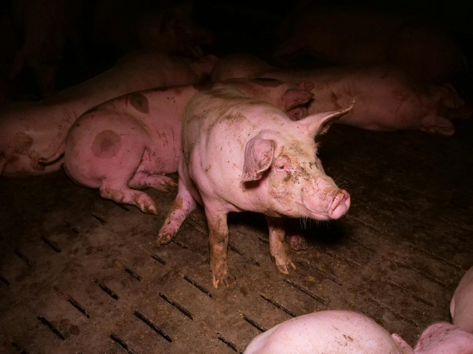 Der VGT pocht weiterhin auf rasche Alternativen zur tierquälerischen Vollspaltenboden-Haltung! Die Blockaden der Landwirtschaft müssen ein Ende haben!