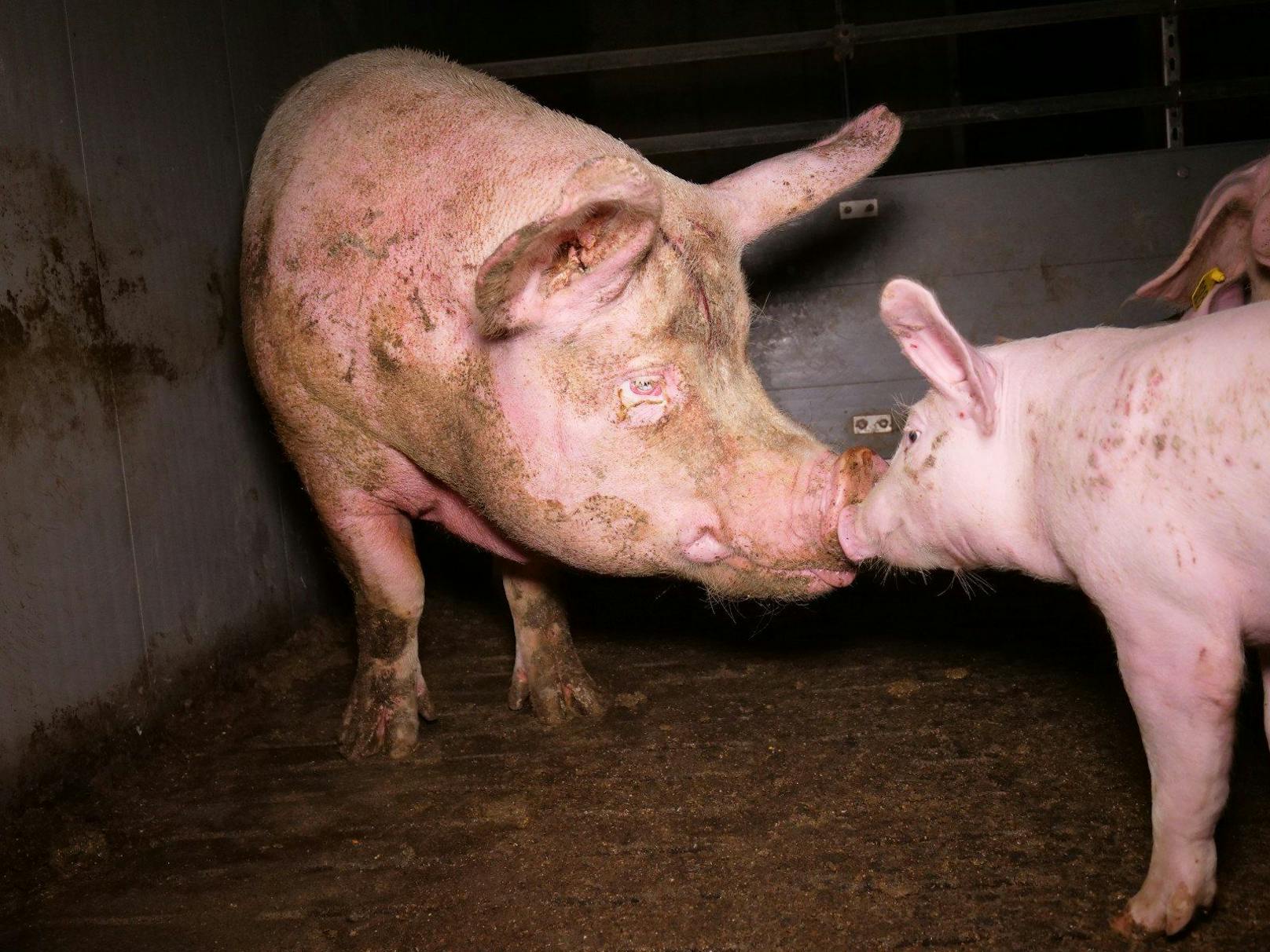 Auch drei große Mutterschweine (zwei davon extrem mager) sind in der Mast untergebracht. Auch ihr Gesundheitszustand scheint sehr schlecht zu sein.