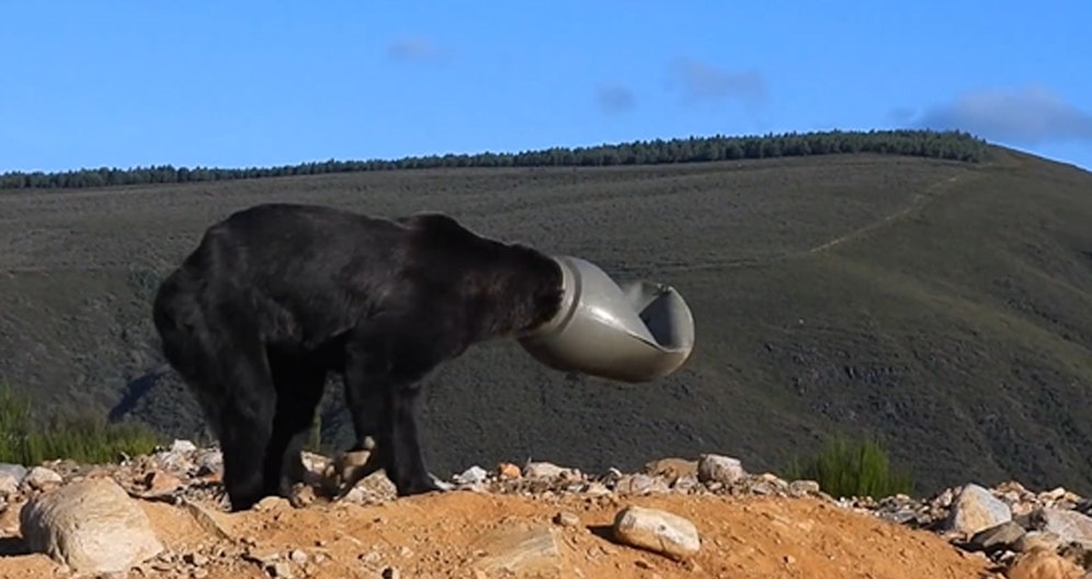 Dieser arme Braunbär irrte tagelang mit einem Plastikfass auf dem Kopf umher.&nbsp;