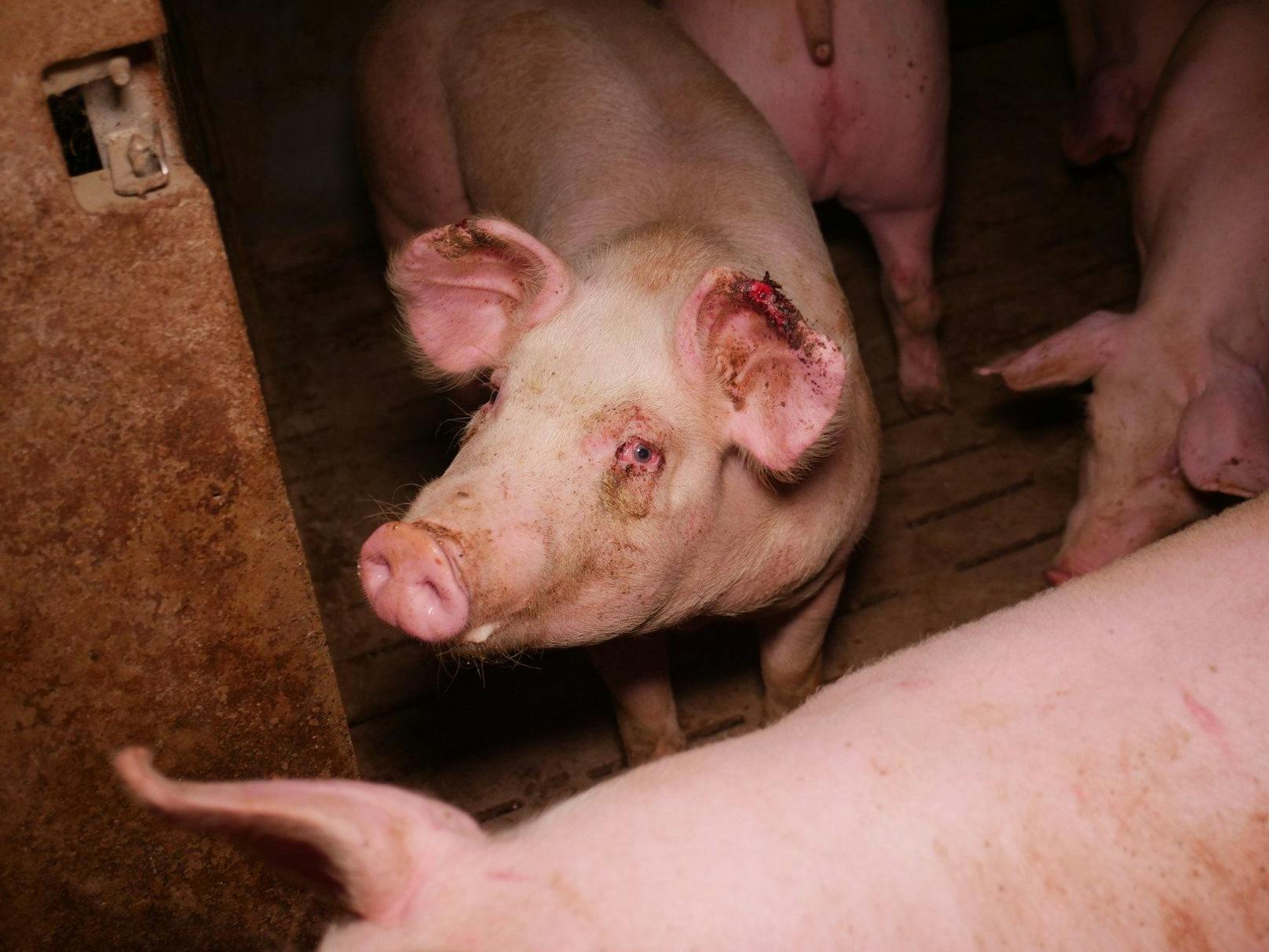 Etliche Schweine in der anzeigten niederösterreichischen Vollspaltenboden-Mast haben verletzte, blutige Ohren. Behandelt oder in einer Krankenbucht untergebracht wurden die Tiere offenbar nicht.