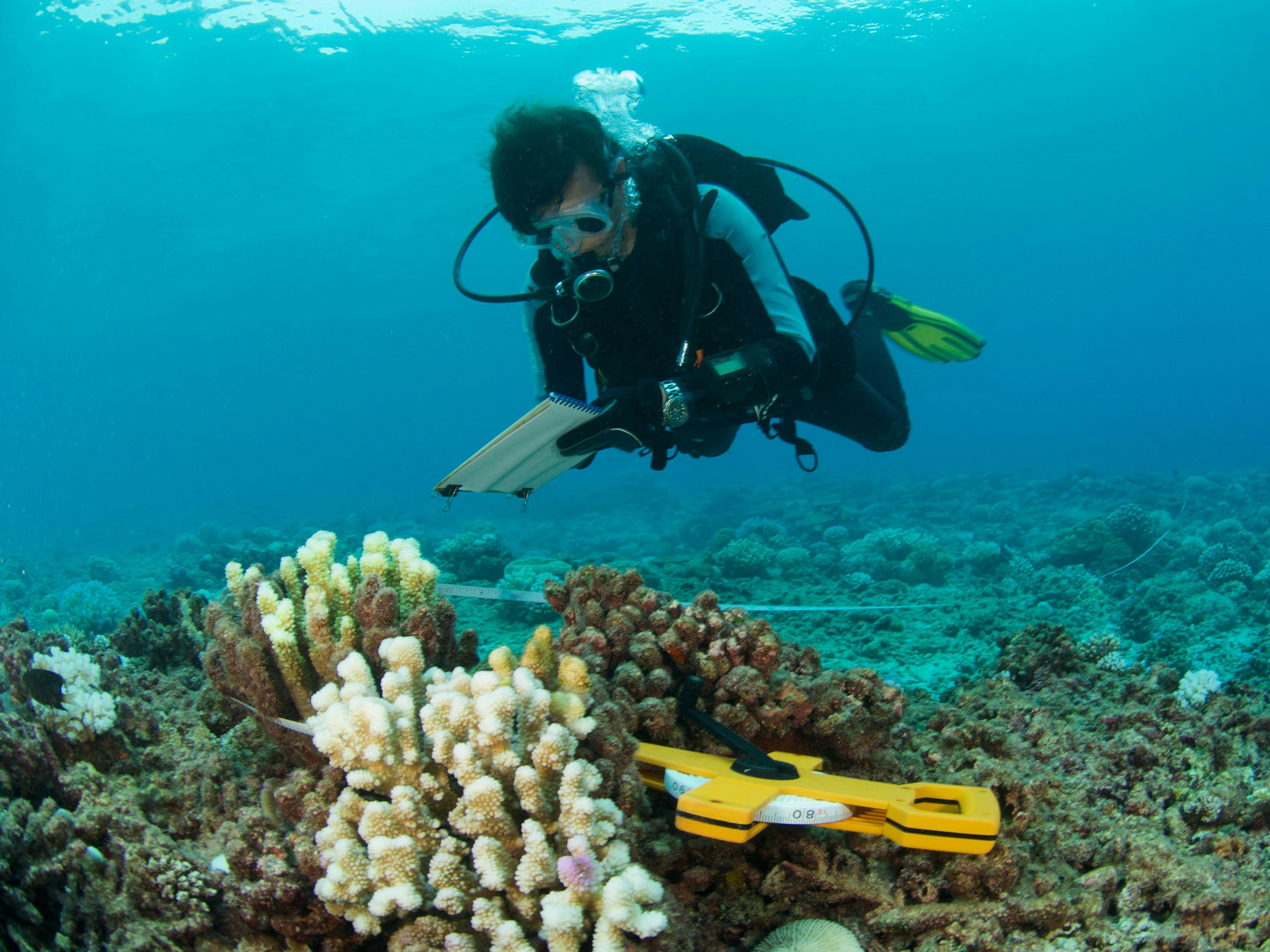 marine biologist studies the coral reef