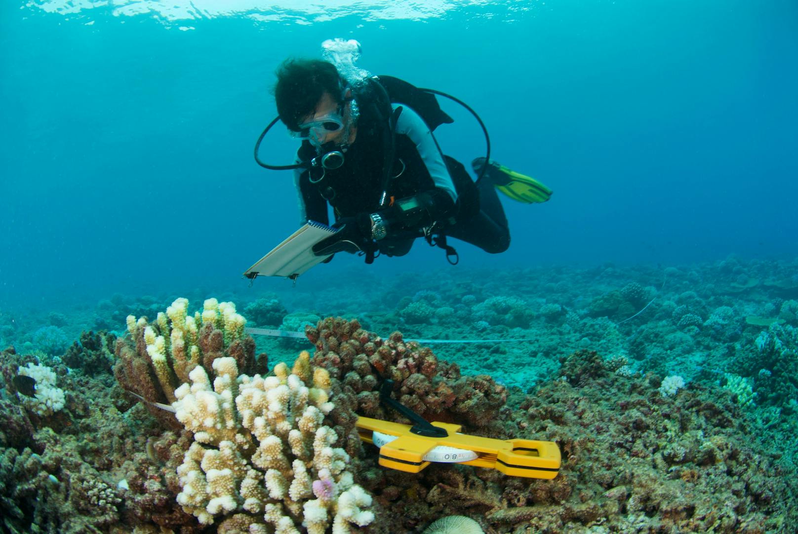 Korallenbleiche in der Karibik so schlimm wie nie