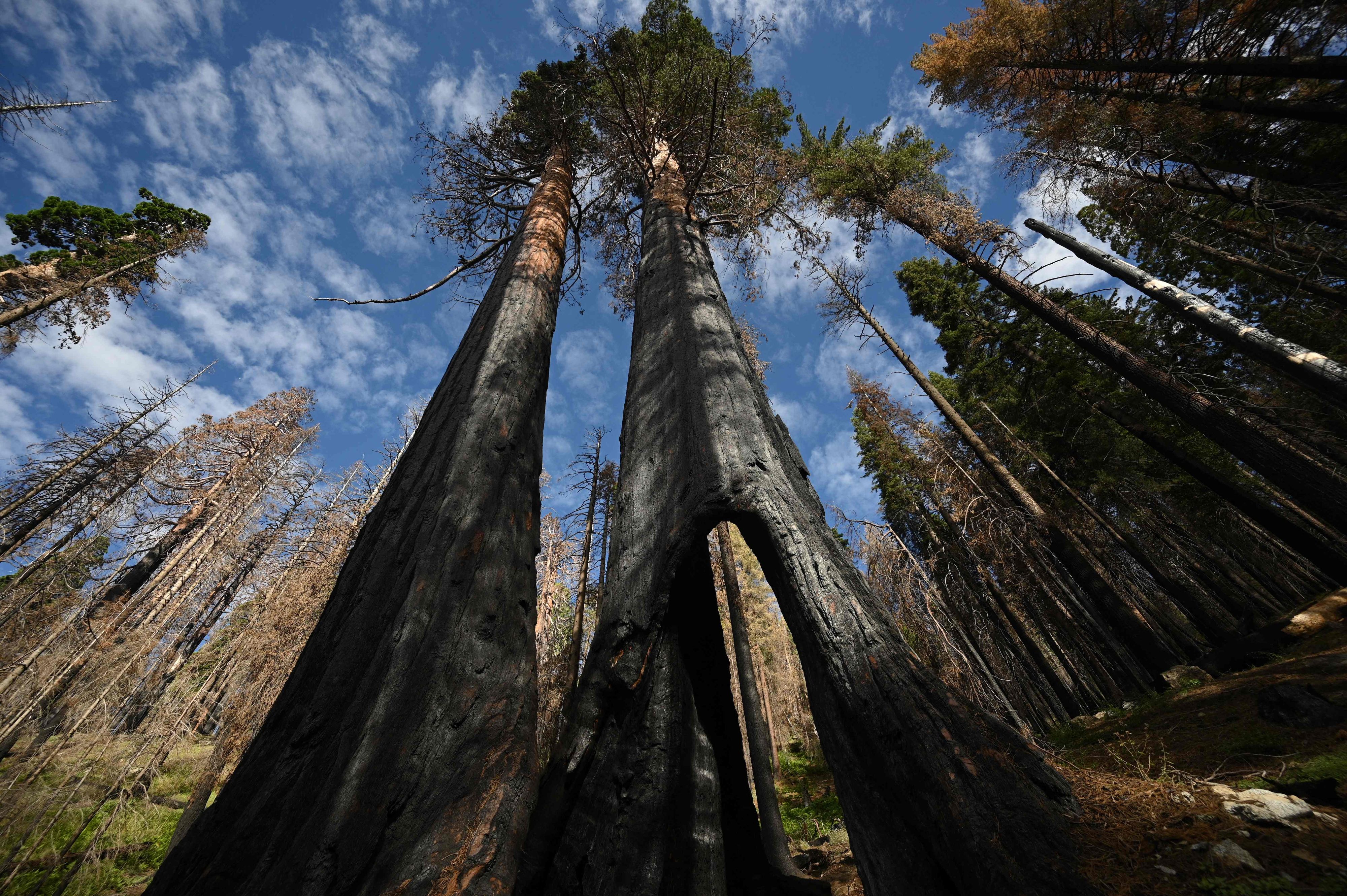 Download von www.picturedesk.com am 20.09.2023 (15:29).  Giant Sequoia trees with basal burns from wildfires are seen in the Giant Sequoia tree and mixed conifer forest of the Redwood Mountain Grove in Kings Canyon National Park on the western slope of California's Sierra Nevada mountains, on August 24, 2023. When ferocious wildfires tore through California's prized giant sequoia forests, they killed towering trees that have lived there for thousands of years -- and perhaps changed the nature of the groves forever. "The goal is to reestablish enough sequoias in the first few years after fire so that we have trees 60, 100, 400 years from now," says Christy Brigham, chief of resources management and science at Sequoia and Kings Canyon National Parks. (Photo by Robyn Beck / AFP) - 20230824_PD17272 - Rechteinfo: Rights Managed (RM) Nur für redaktionelle Nutzung! Werbliche Nutzung erfordert Freigabe: bitte schicken Sie uns eine Anfrage.