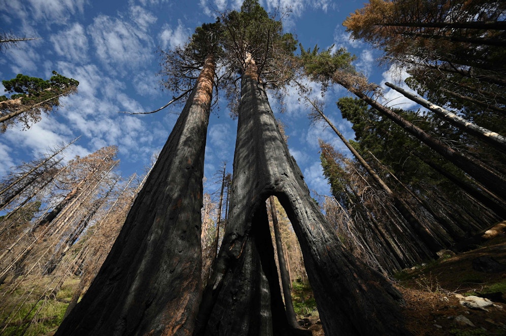 Im Redwood National Park stehen die gigantischsten Bäume der Welt (Bild).&nbsp;