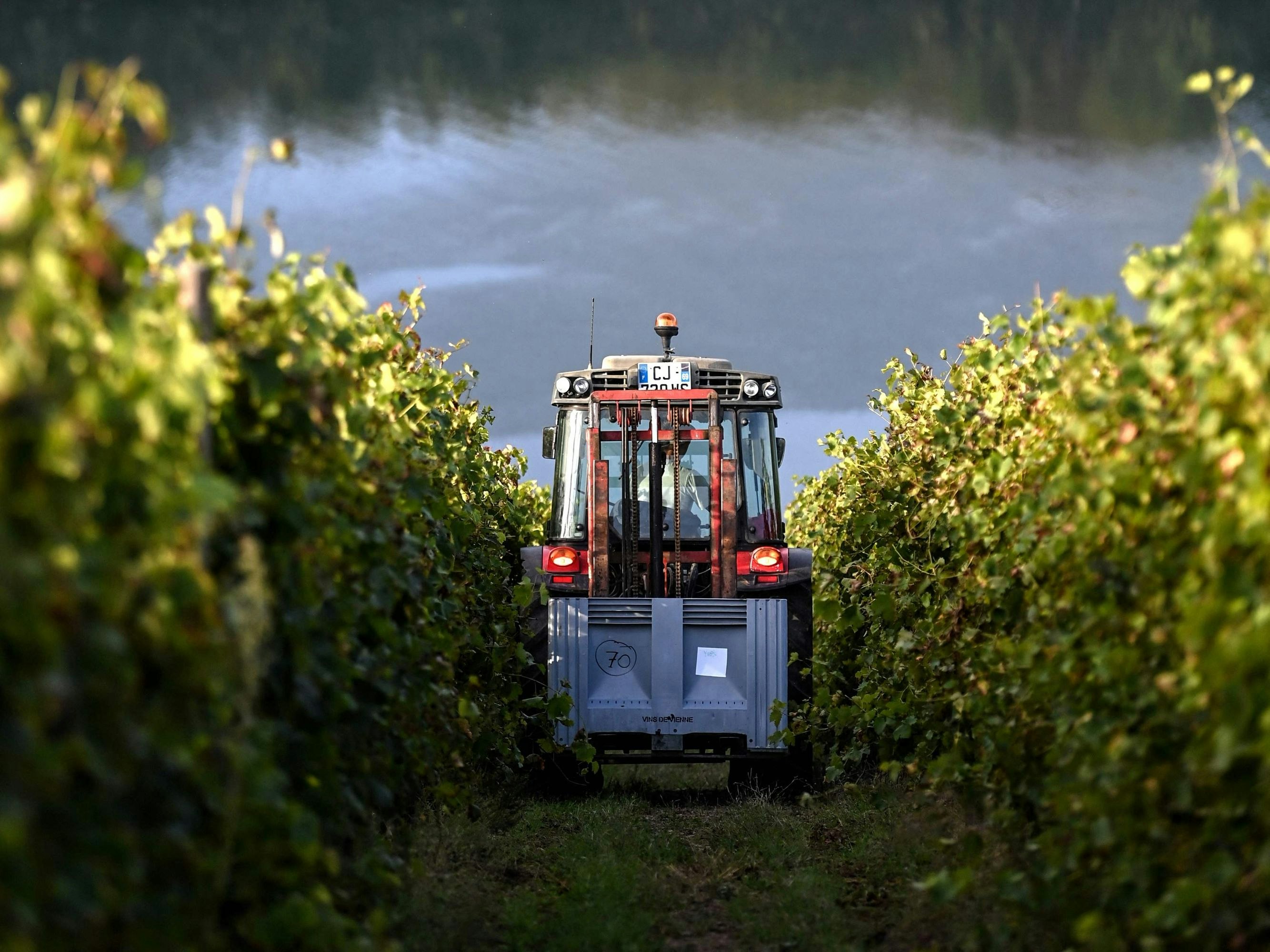 Bei der Weinlese kam es zu dem schweren Unfall. Symbolbild.