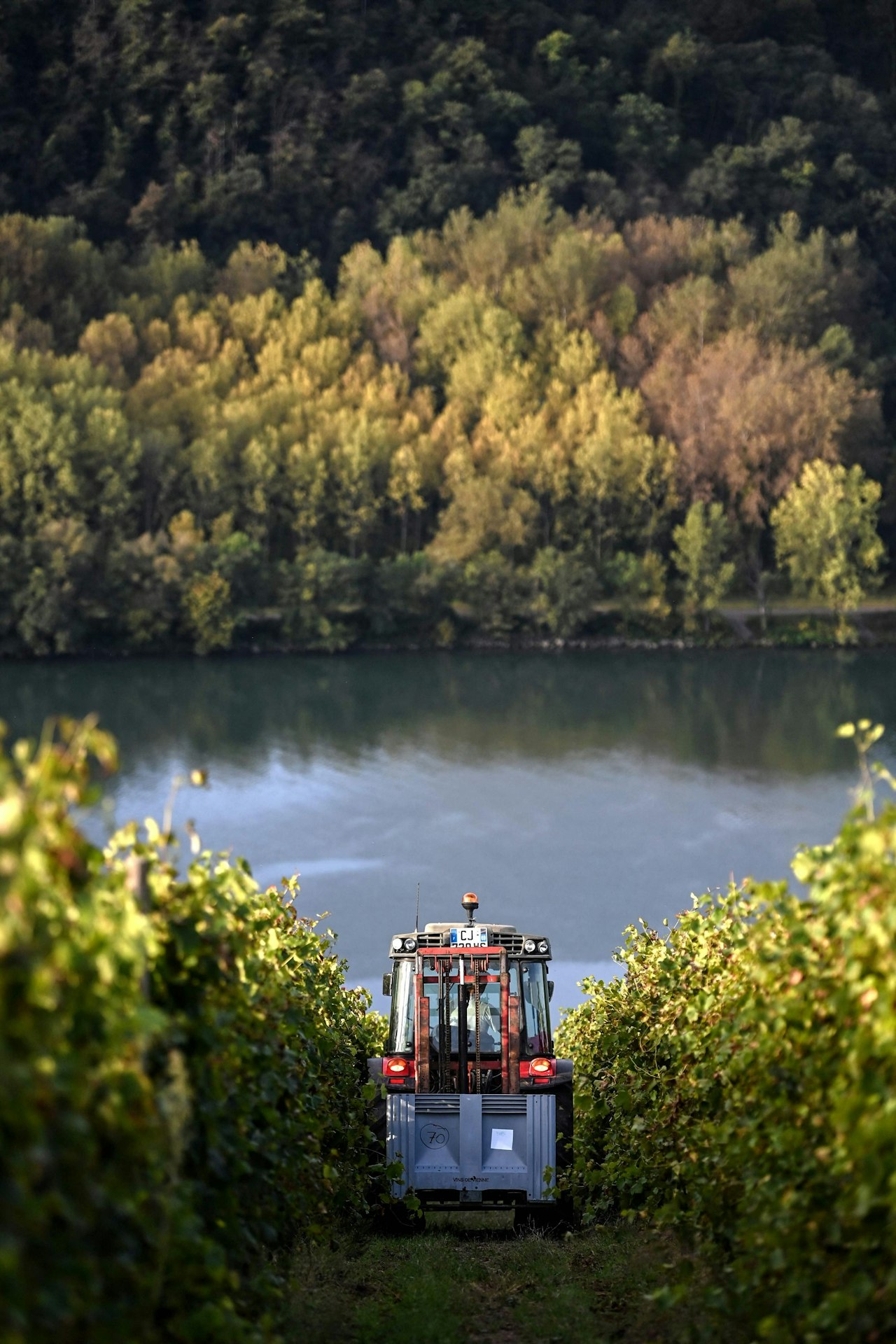 Heute.at - Frau stürzt bei Weinlese vor Traktor – schwer verletzt