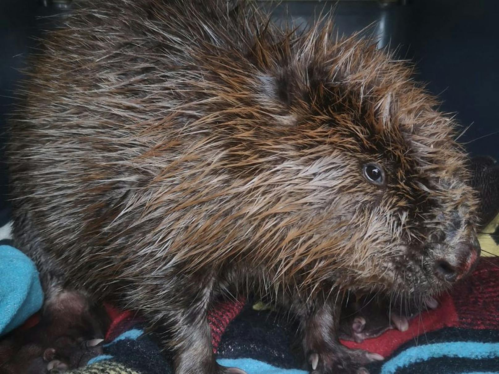 Sie darf sich jetzt sogar "Kirbi" nennen und wird vermutlich bald wieder in die Wildnis entlassen werden. Wir drücken die Daumen.