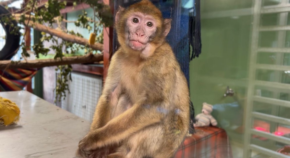 Der junge Berberaffe war in einem Vogelkäfig eingesperrt.