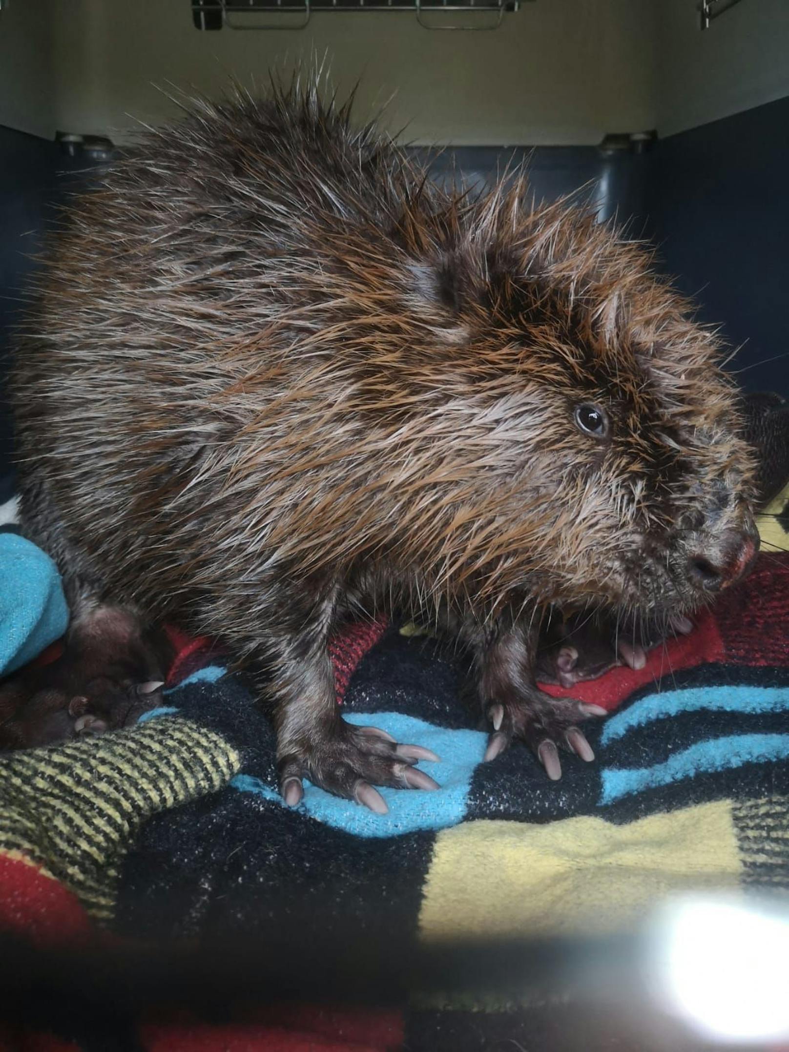 Das 13,5 Kilogramm schwere Wildtierkind wurde in der Tierklinik erstversorgt.