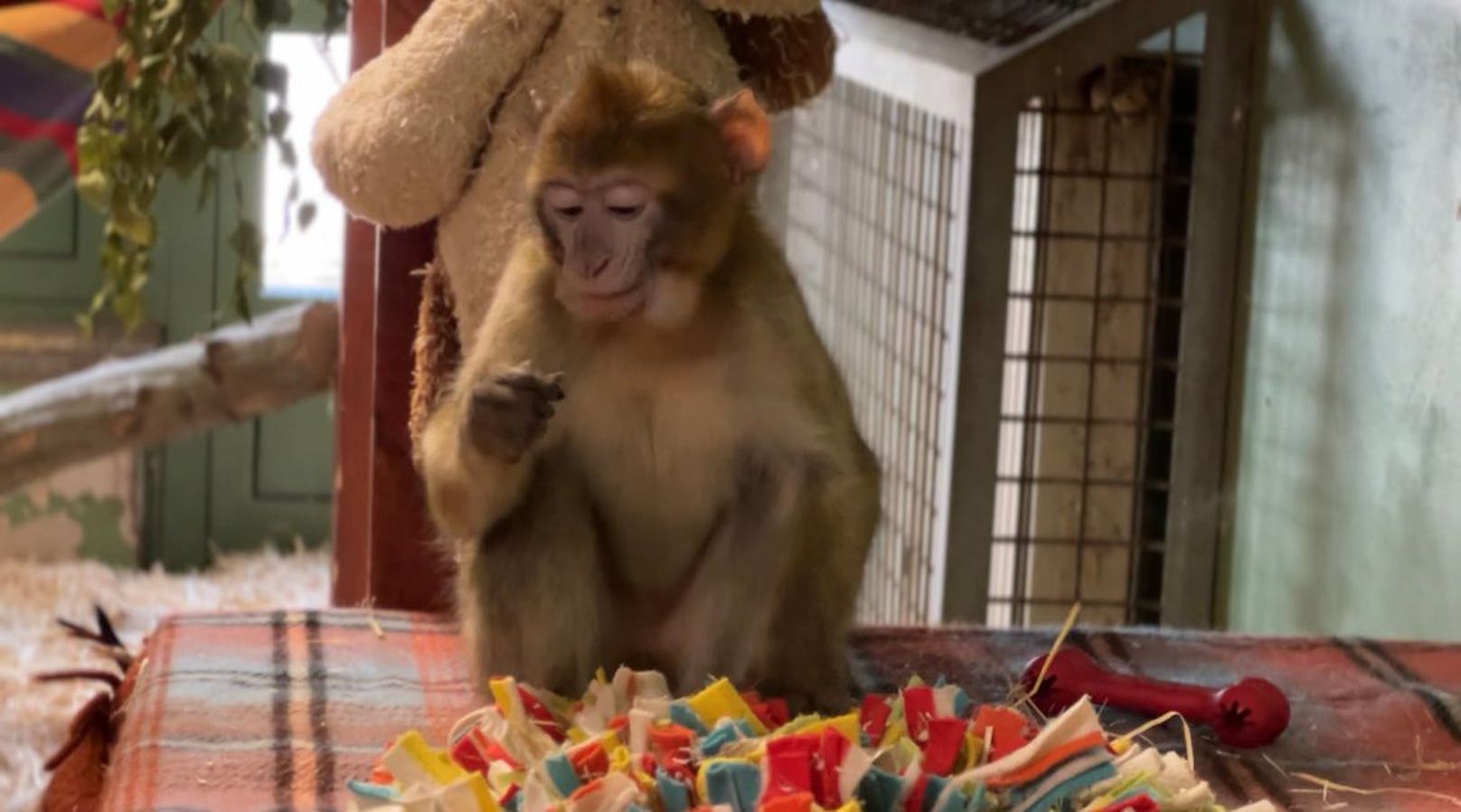 Dieses einjährige Affenkind sitzt nun im Tierschutzhaus in Vösendorf.