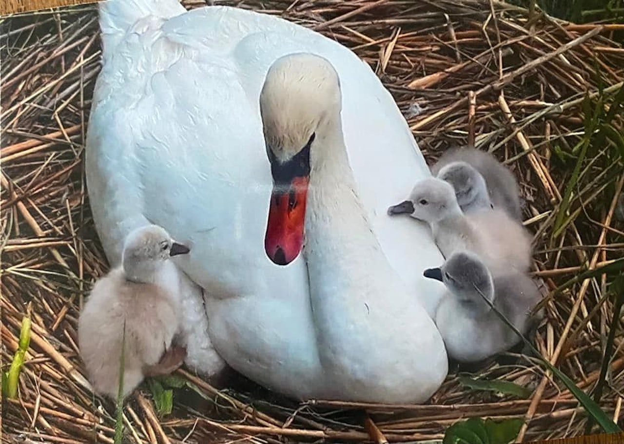 Heute.at - Schwanen-Familie gefüttert, jetzt sind Tiere tot